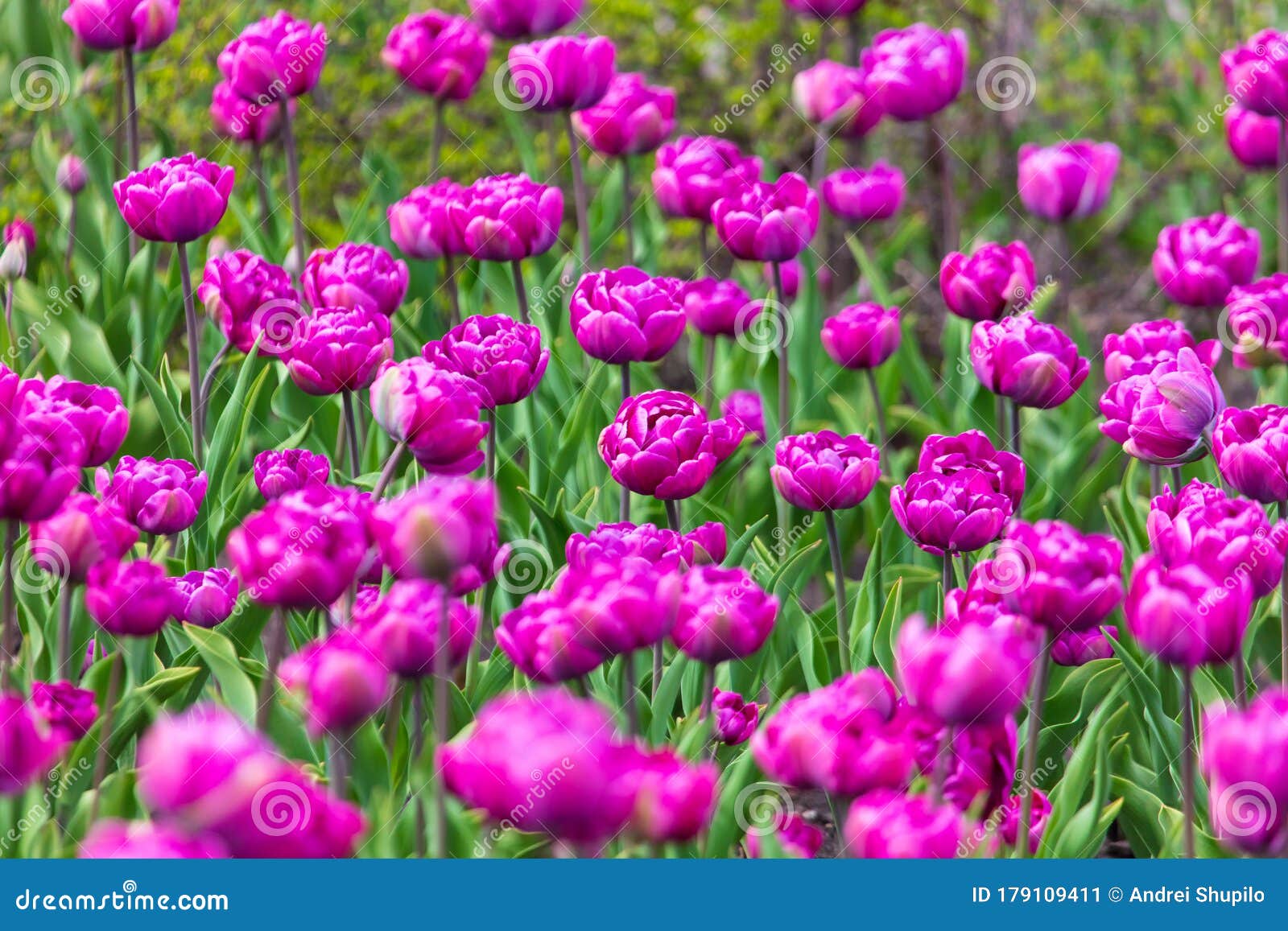 Decorative Roses Grow in the Soil in Nature Stock Image Image of leaf