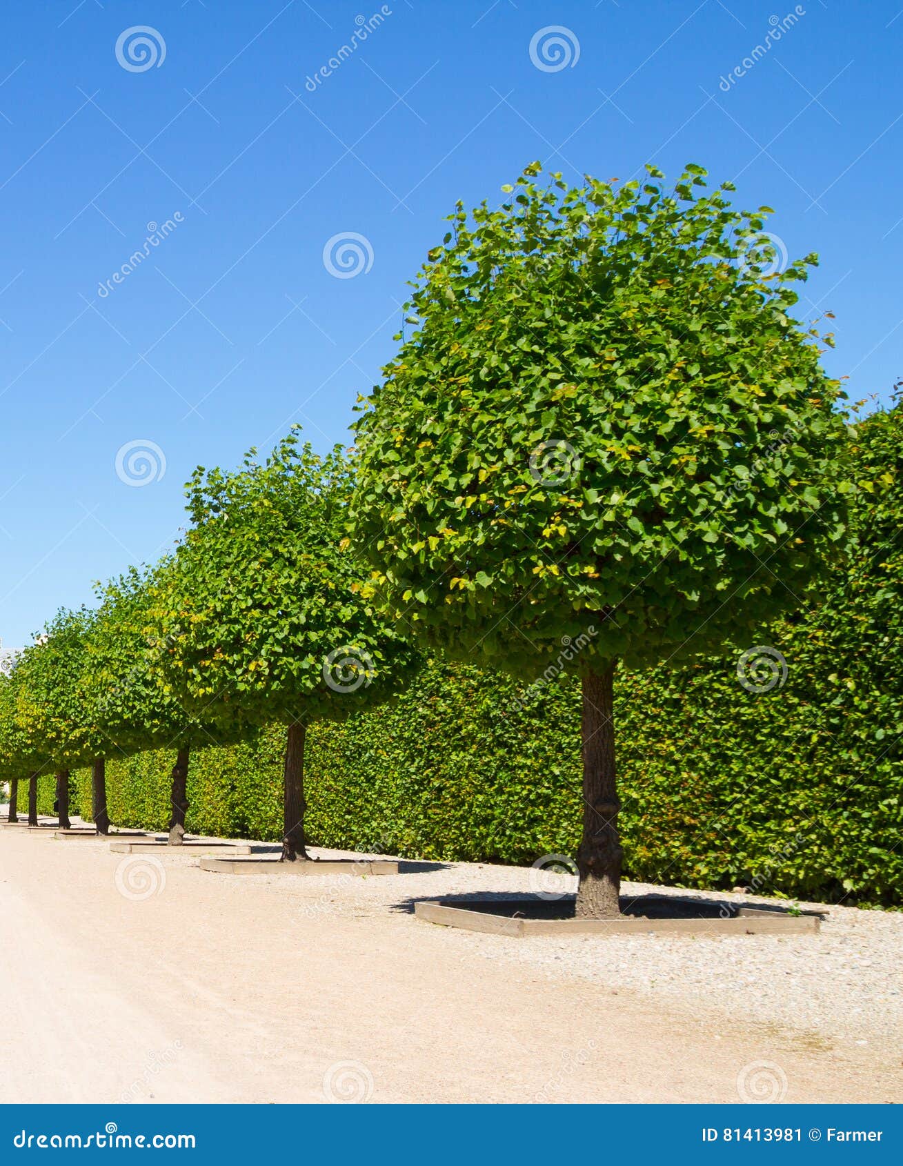 decorative-round-trees-shaped-green-background-ornamental-garden-blue-sky-81413981.jpg