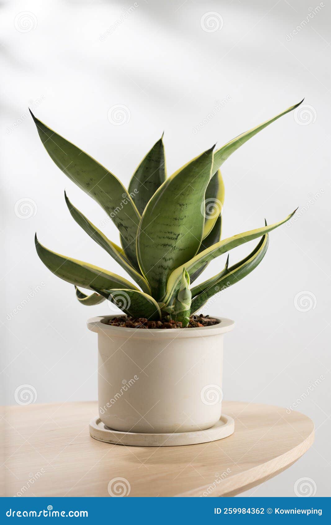 decorative sansevieria plant