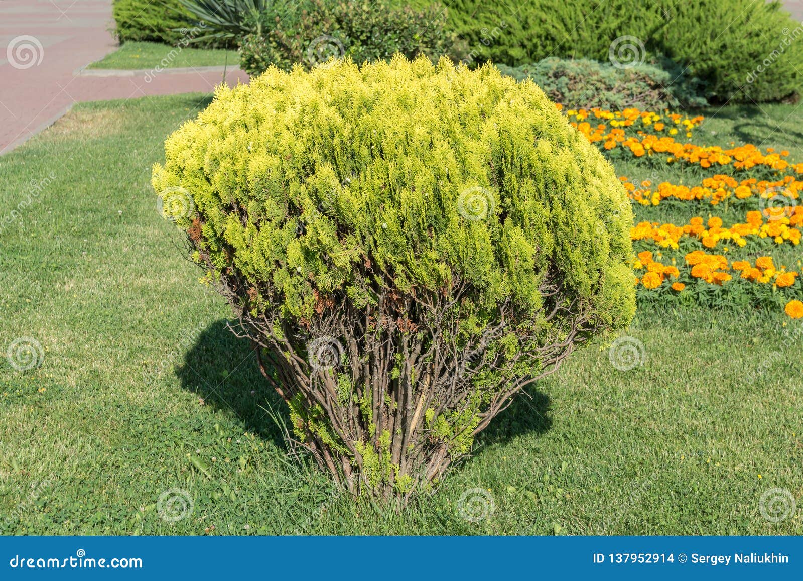 Decorative Shrub Cypress on the Flower Bed Stock Photo Image of summer, plant 137952914