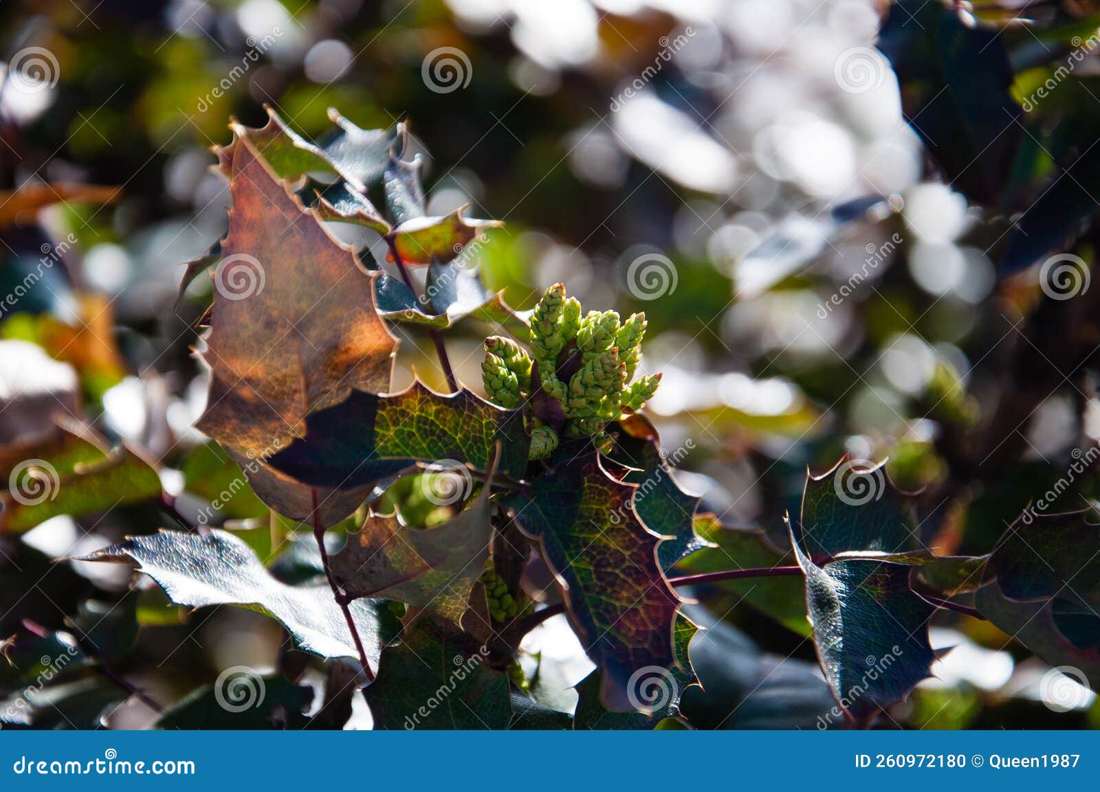 Decorative Shrub in the Rays of the Morning Sun in the Garden Stock Photo Image of nature