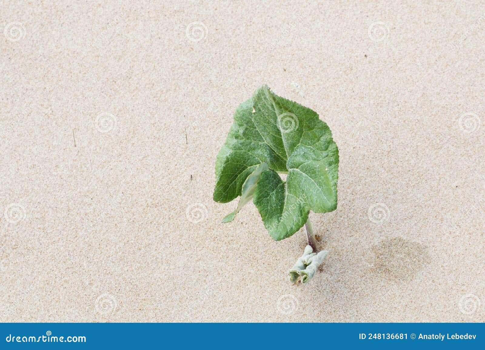 Decorative Single Plant on the Sandy Shore Stock Image Image of