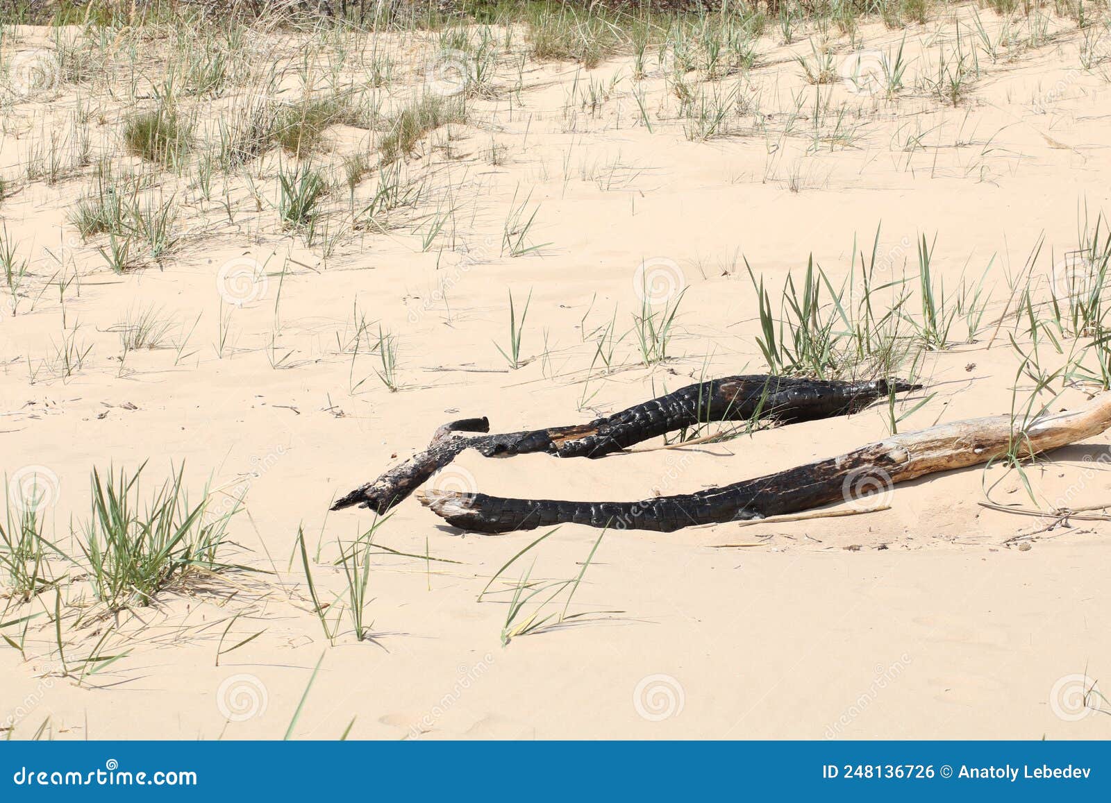 Decorative Single Plant on the Sandy Shore Stock Photo Image of green