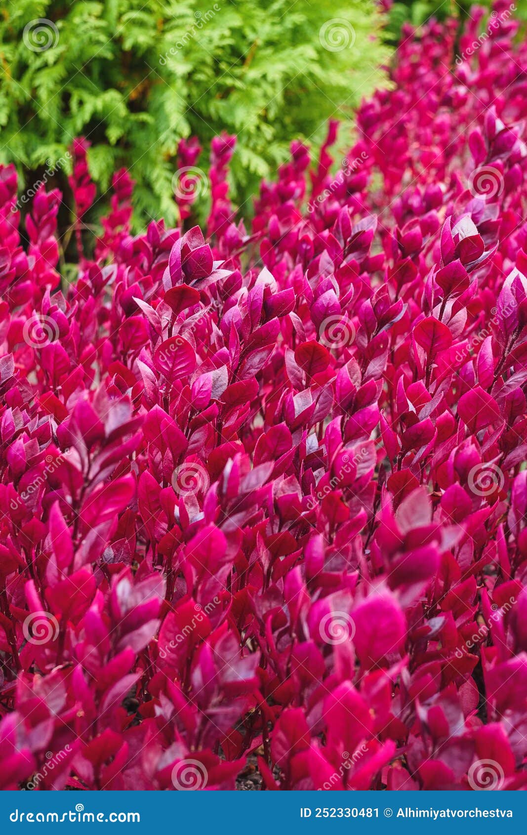 Small Shrubs with Red Leaves in a Flower Bed in the Park Stock Image