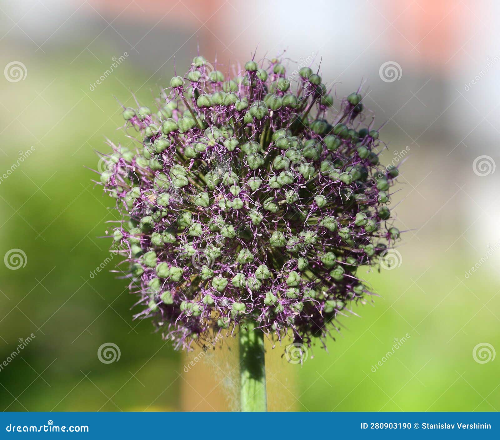 Decorative Spherical Purple Flower on a Thick Stem Stock Photo Image