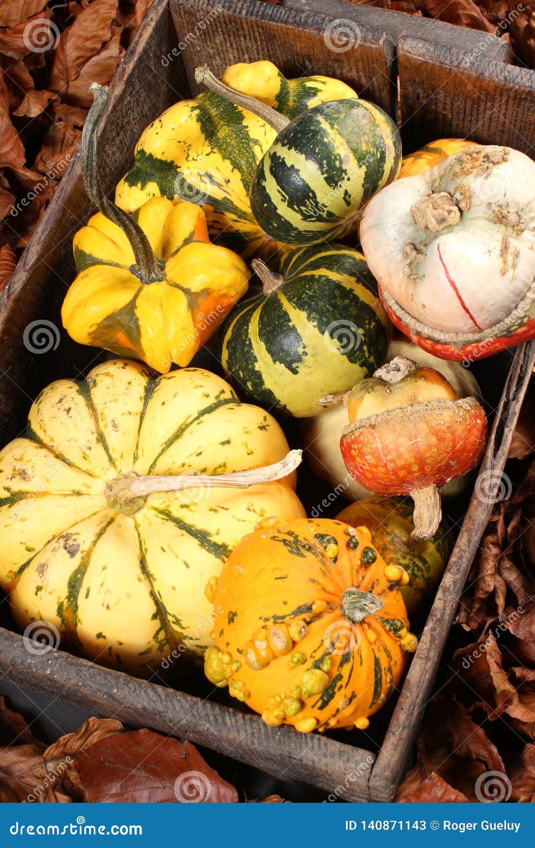 Decorative Squash, Cucurbitaceous, Pumpkin, on White Background Stock