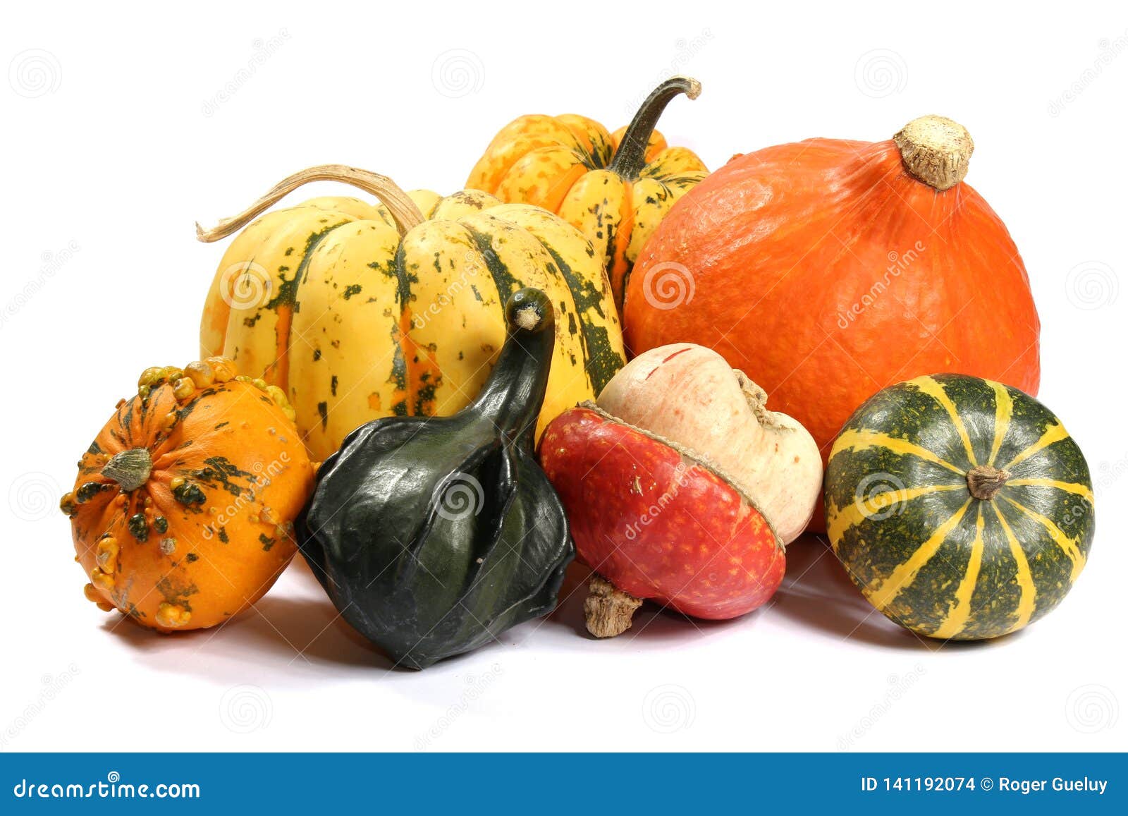 Decorative Squashes, Diverse Assortment Cucurbitaceous, Pumpkins on
