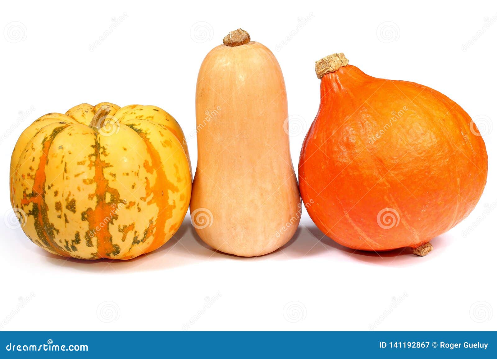 Decorative Squashes, Diverse Assortment Cucurbitaceous, Pumpkins on