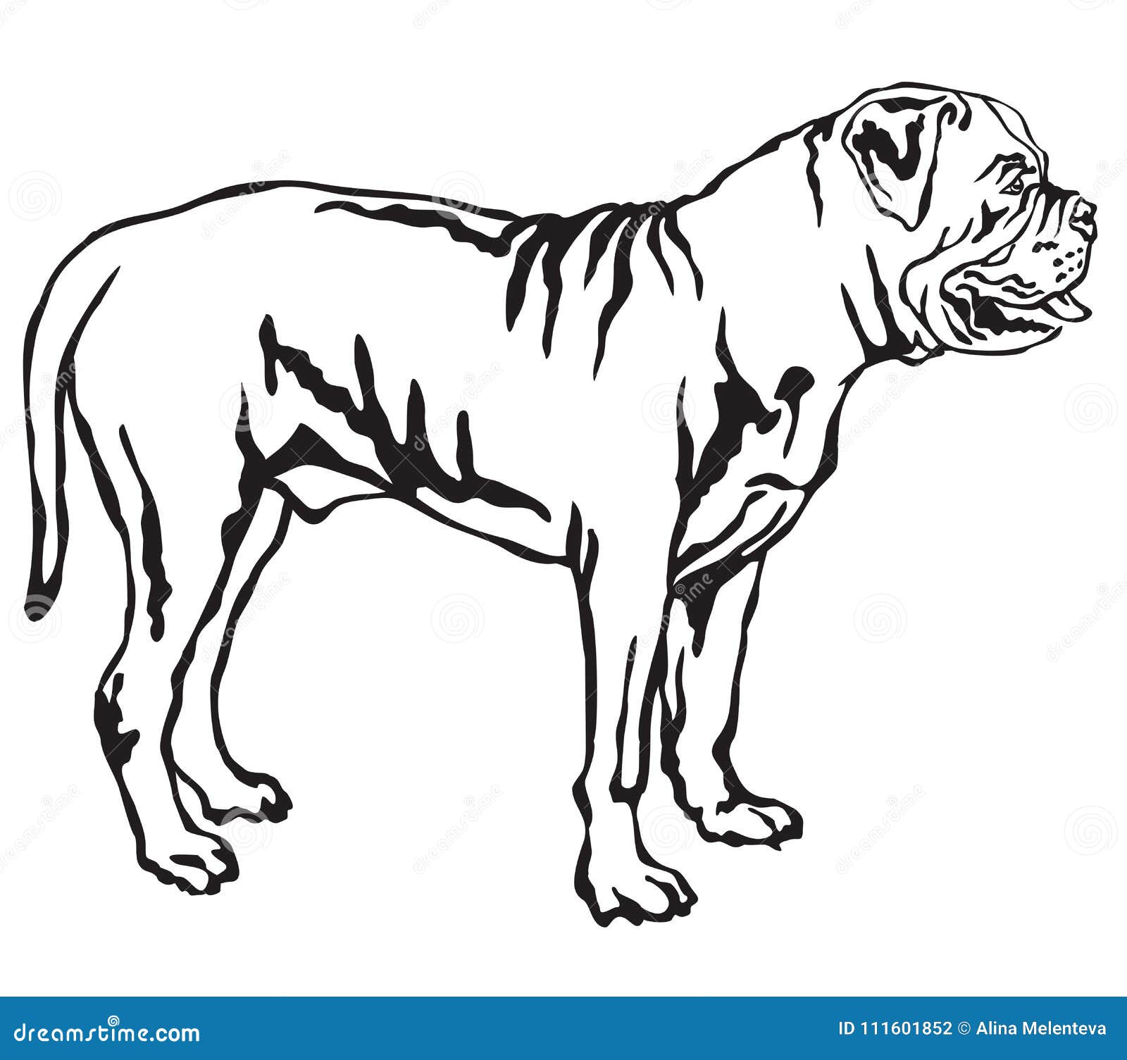 decorative standing portrait of boerboel  