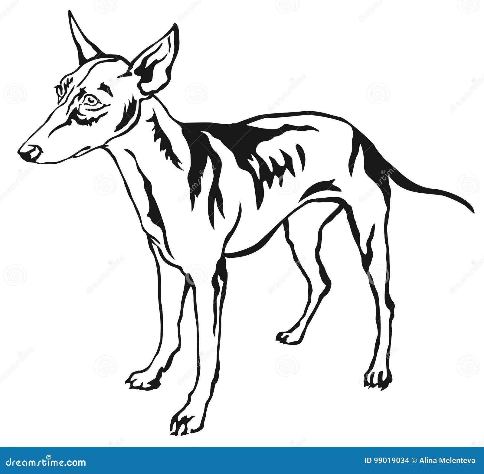 decorative standing portrait of dog cirneco dell etna  ill
