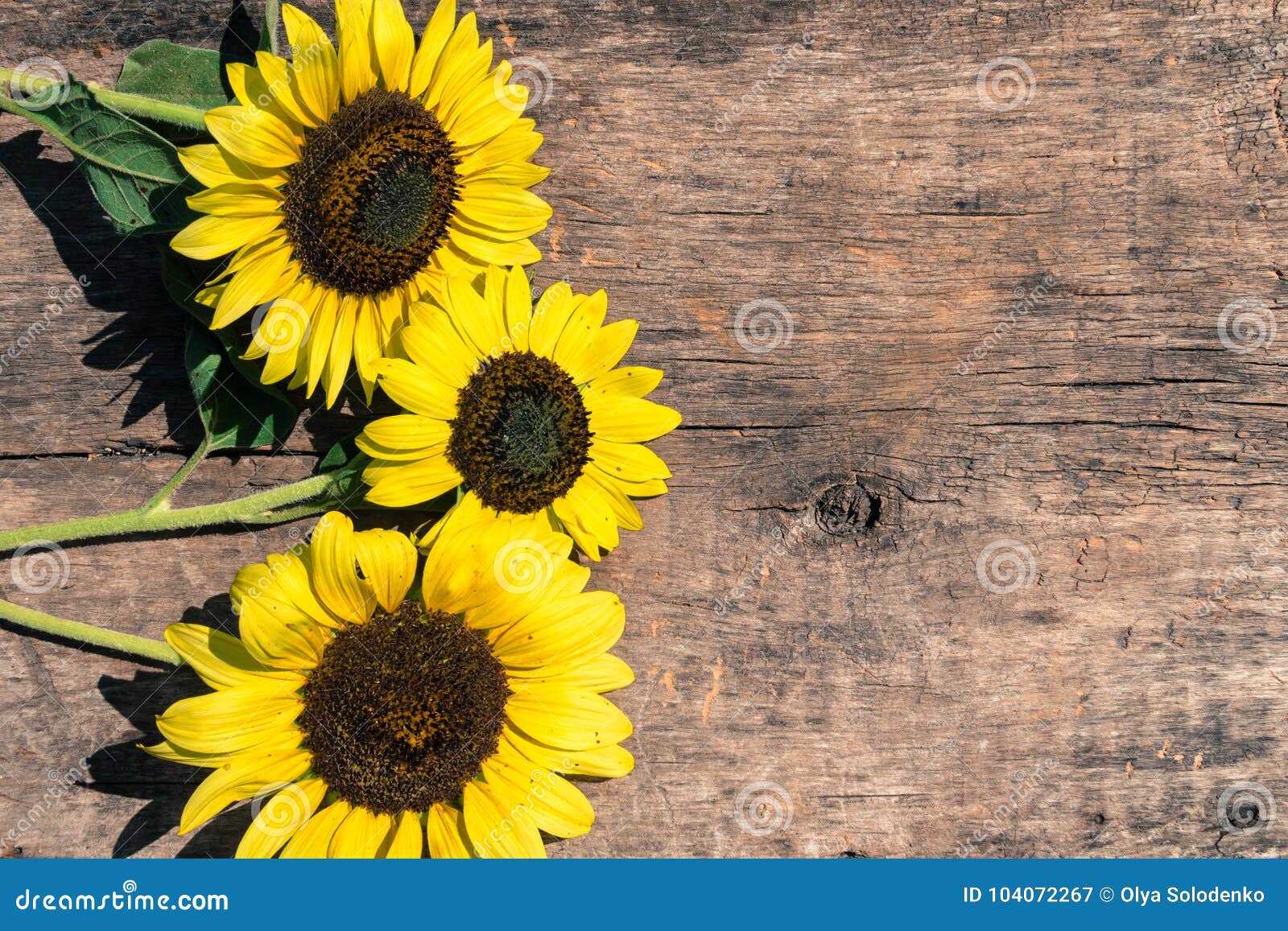 Decorative Sunflowers on the Wooden Background Stock Image Image of