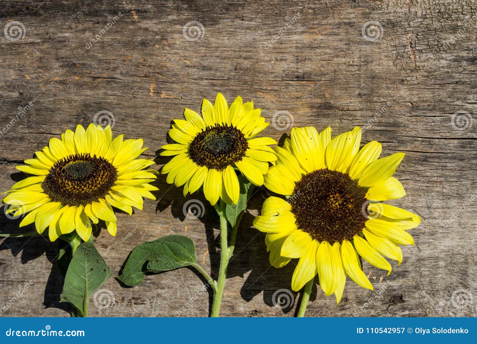 Decorative Sunflowers on Wooden Background Stock Image Image of