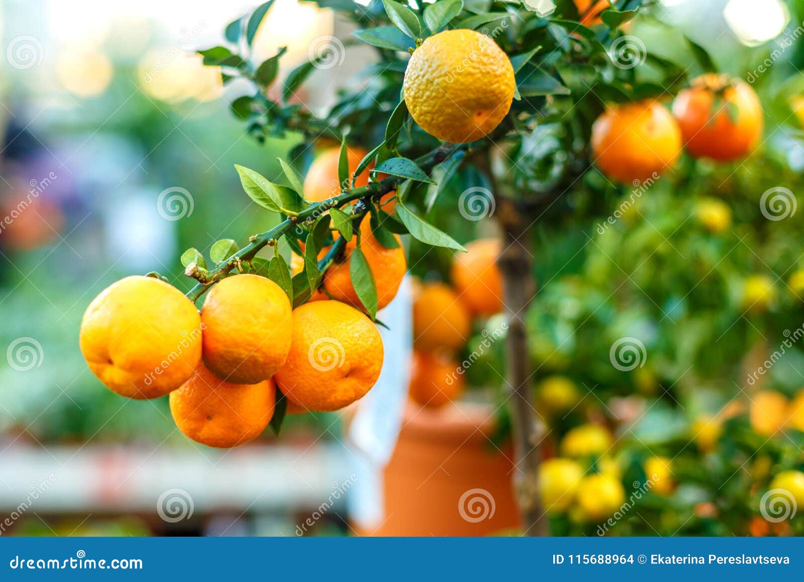 Decorative Tangerine Tree, Ripe Tangerines on a Branch Stock Photo