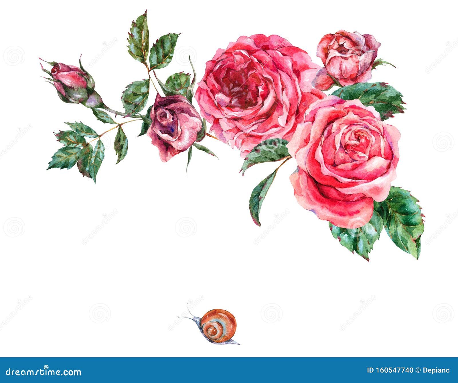 Decorative Vintage Watercolor Red Roses, Nature Greeting Card With Flowers, Leaf, Buds And Snail Stock Illustration - Illustration Of Flora, Border: 160547740