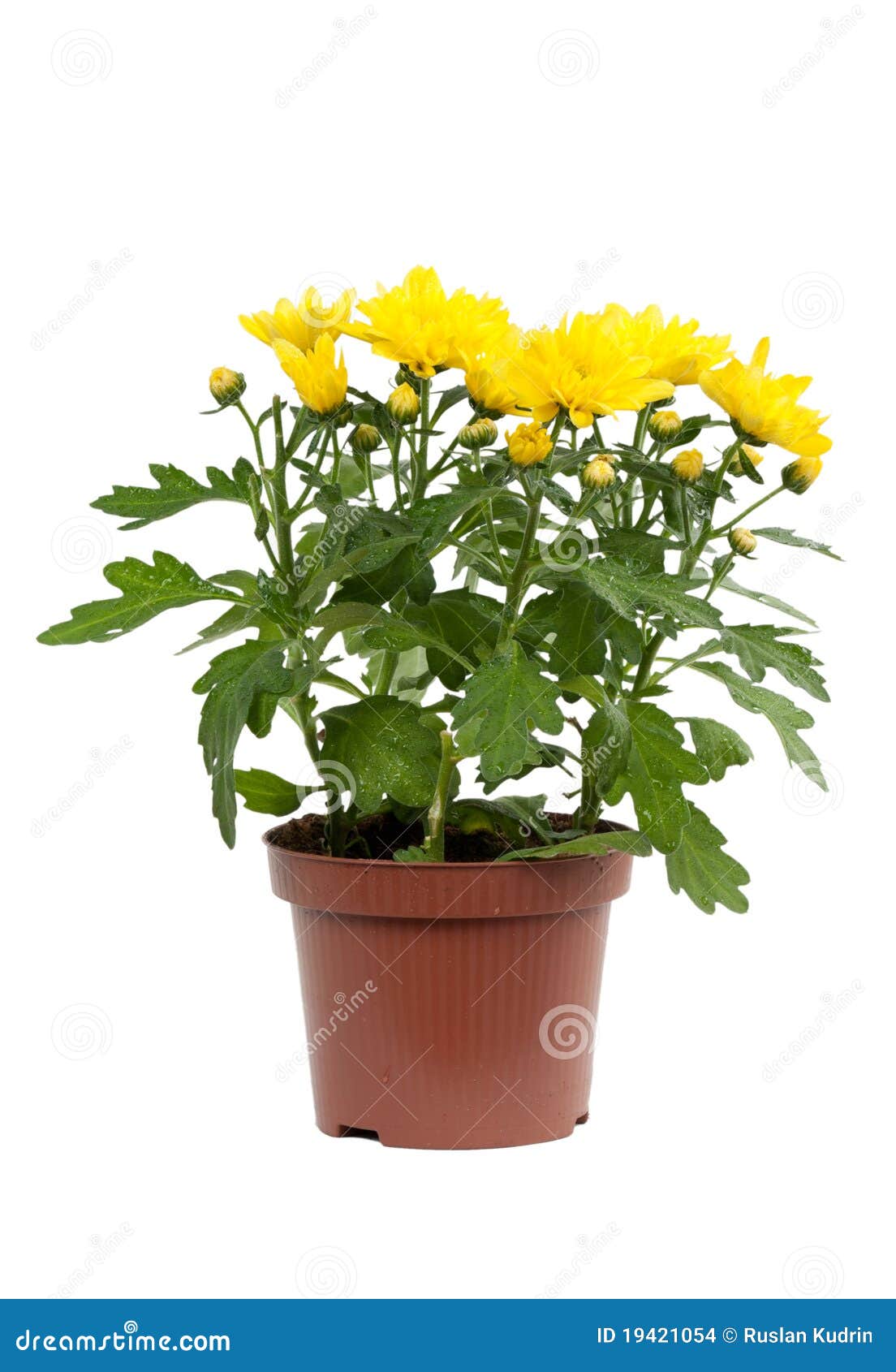 Decorative Yellow Chrysanthemum in Pot Stock Photo Image of yellow