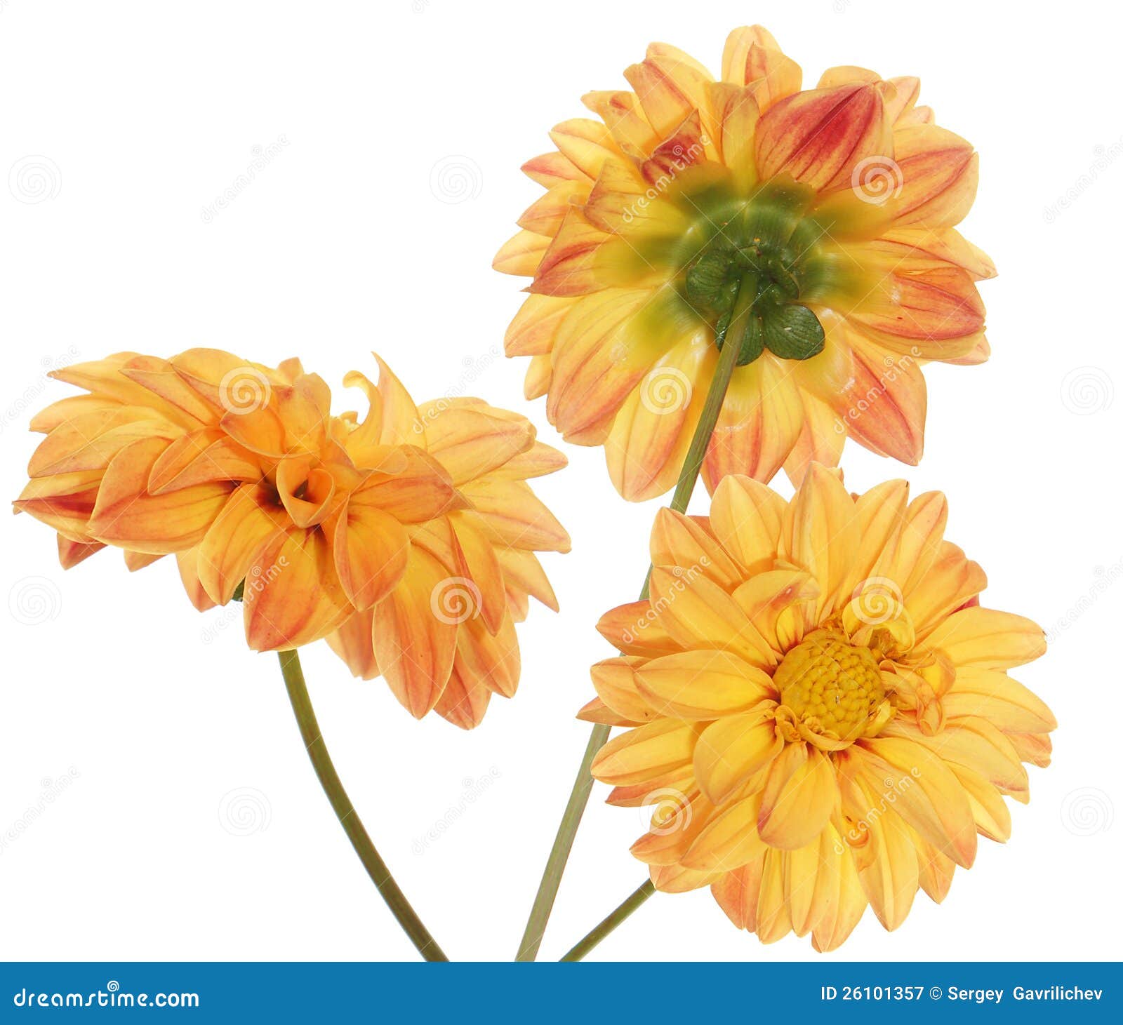 Decorative yellow flower stock image. Image of card, decorative 26101357