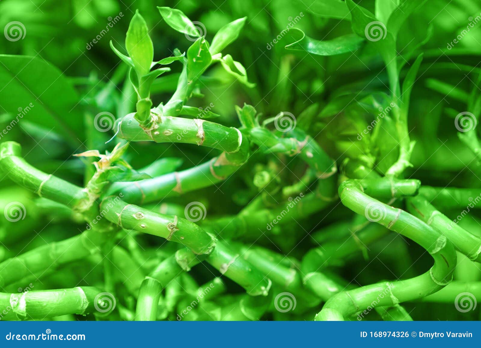 Decorative Young Bamboo Shoots Stock Photo Image of leaf, environment