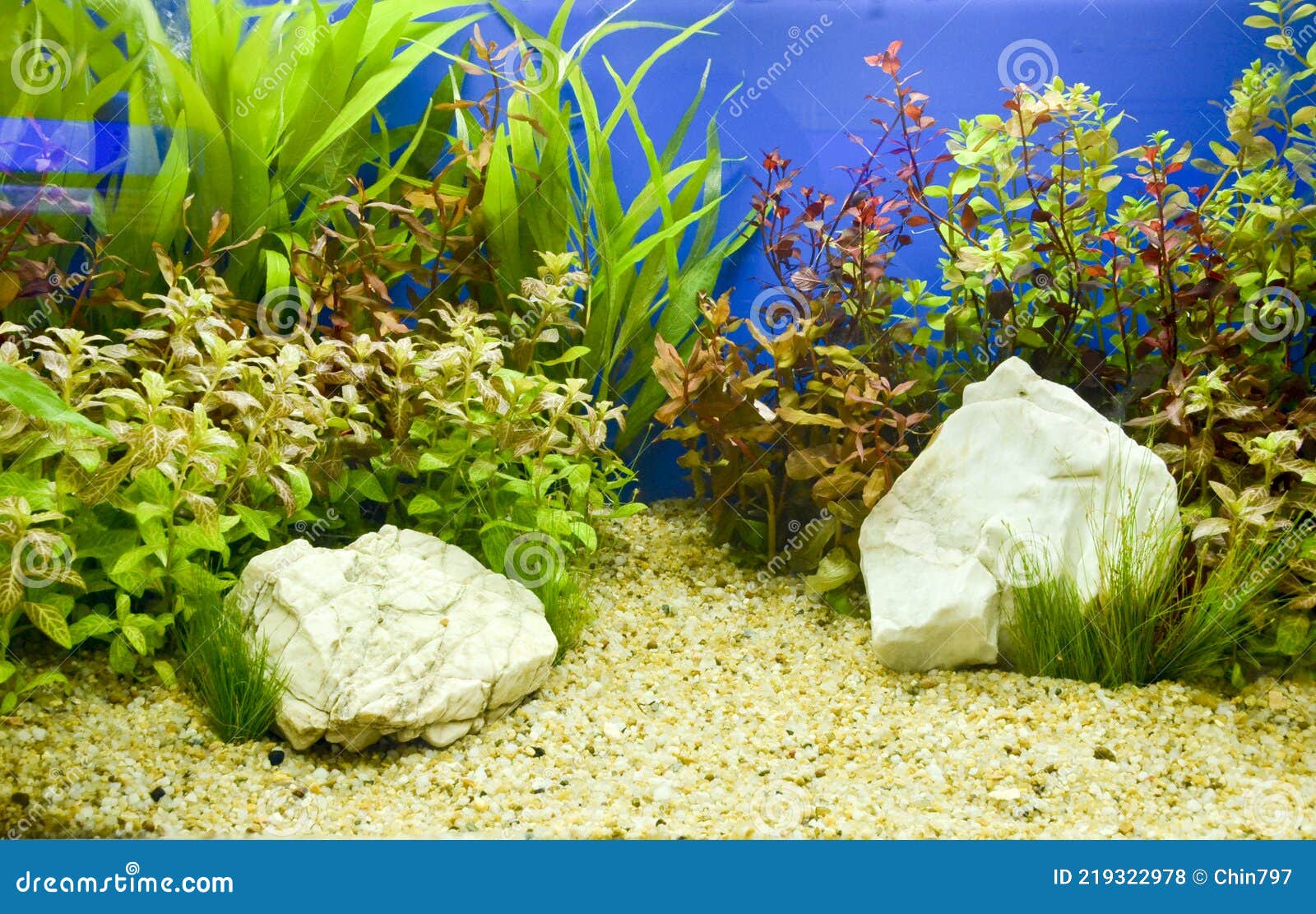 Decorazione Di Progettazione Di Fondo Per Acquario Sottomarino Fotografia  Stock - Immagine di fresco, profondo: 219322978