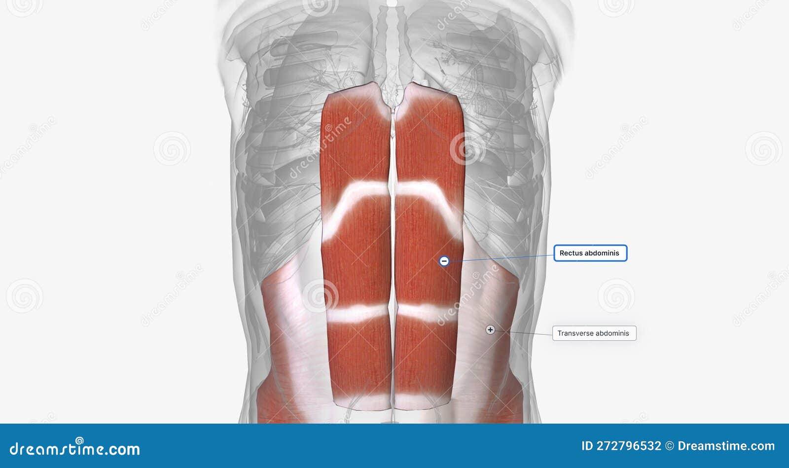 the deep abdominal muscles include the transverse abdominis and the rectus abdominis