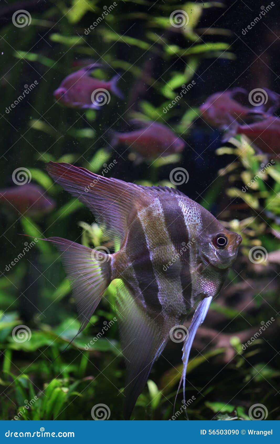 deep angelfish (pterophyllum altum), also known the orinoco angelfish.