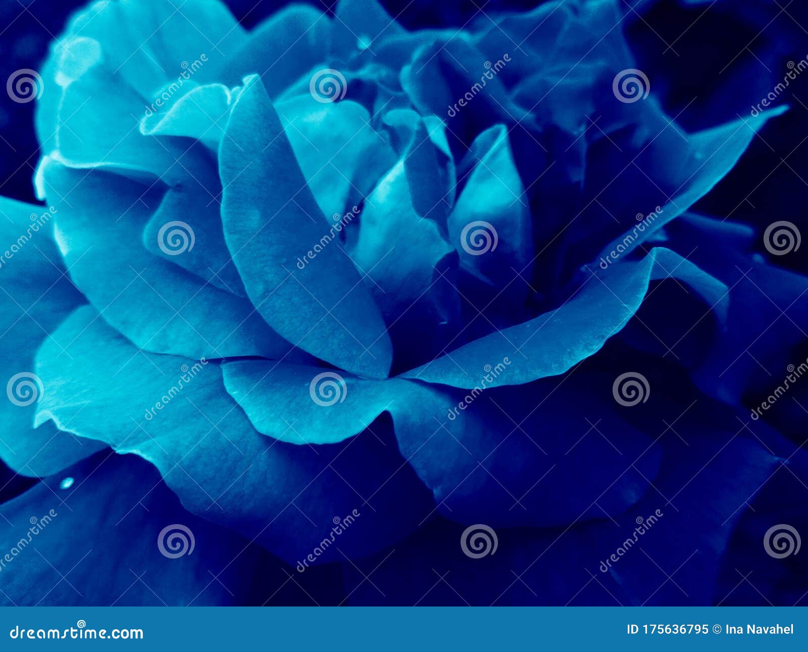 Deep Blue Rose Flower Head Close Up Rose Flower With Water Drops Trendy Color Of The Year Stock Image Image Of Leaves Phantom