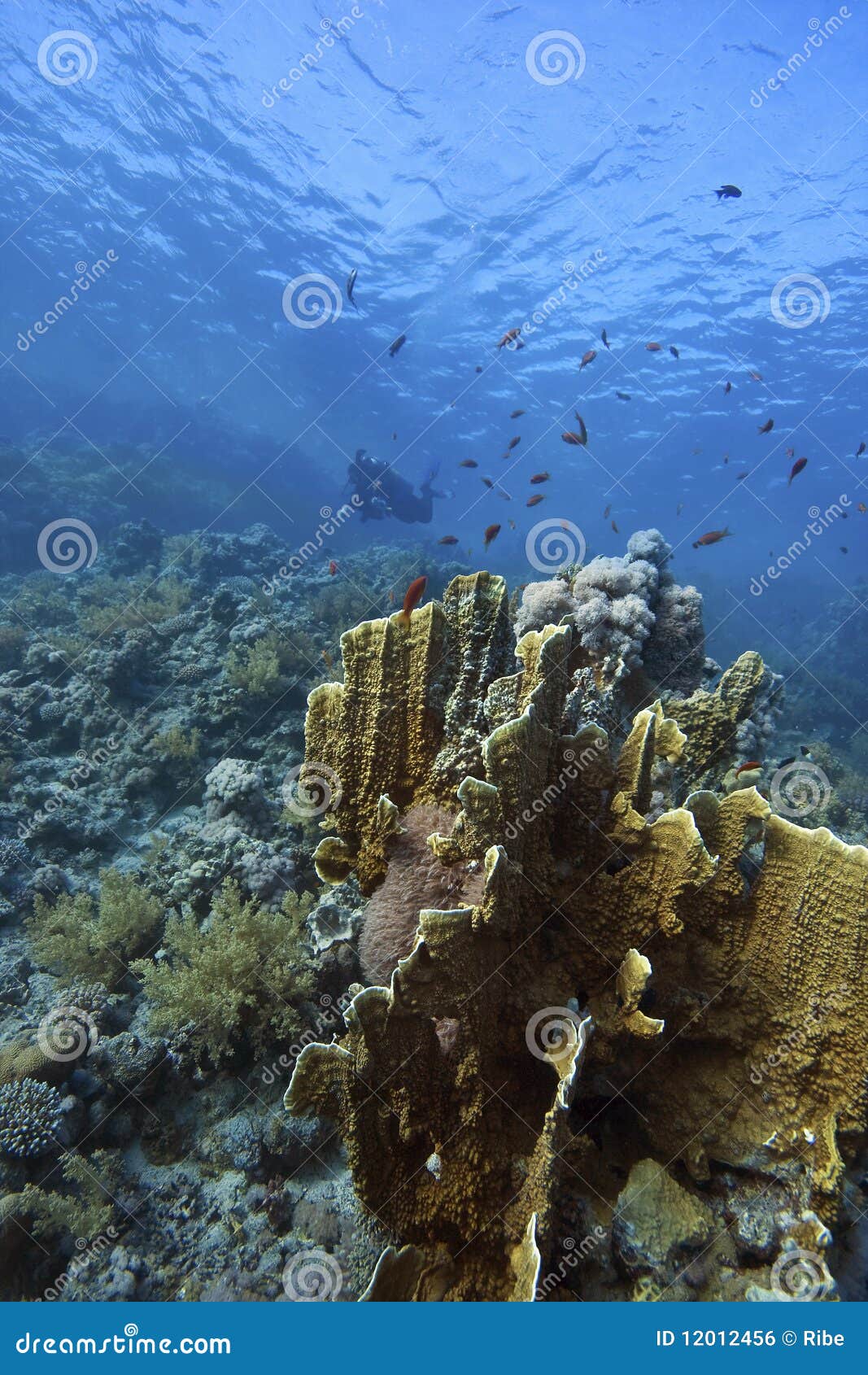 deep doral-reef with fish