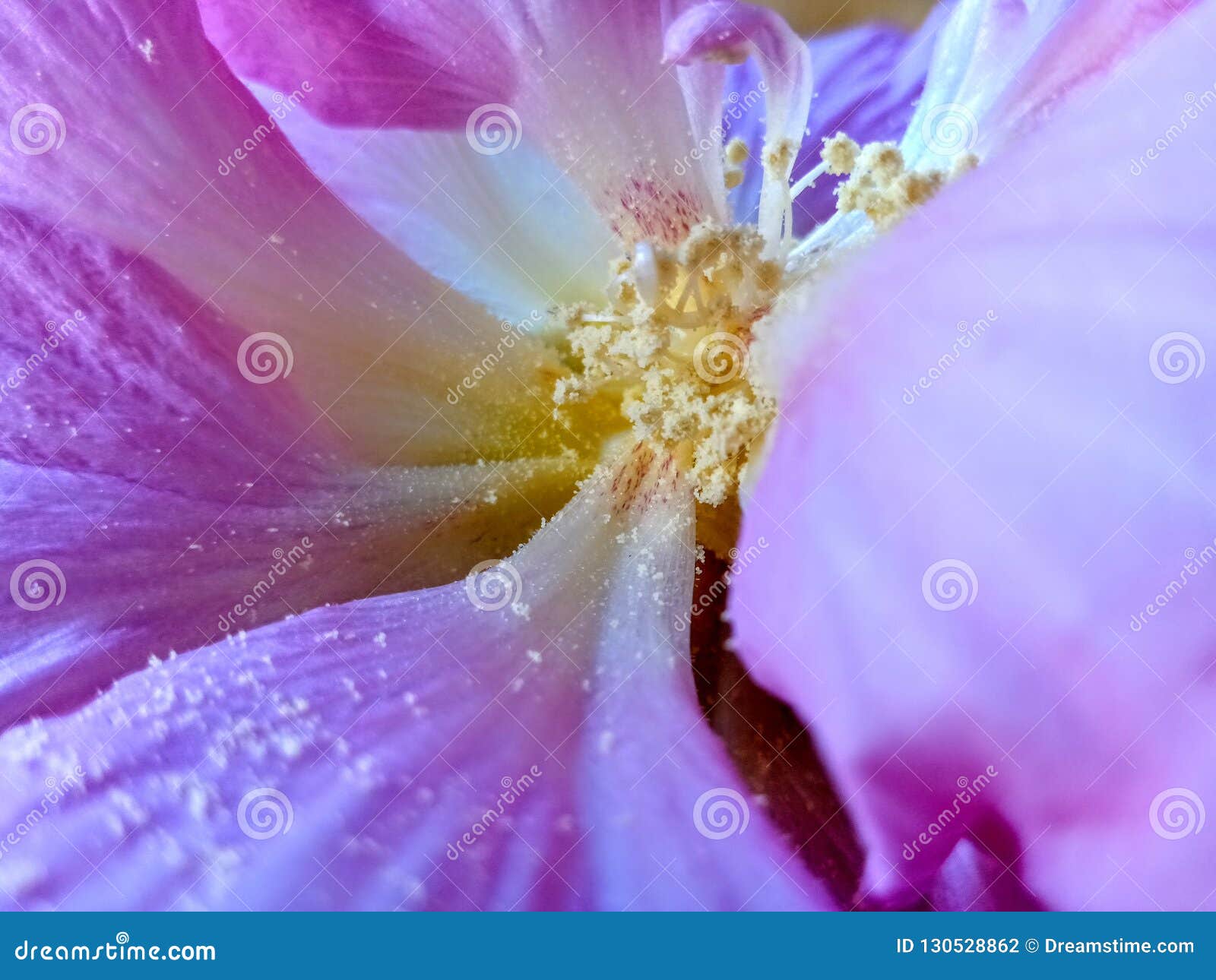 Deep flower editorial photography. Image of beauty, deep 130528862