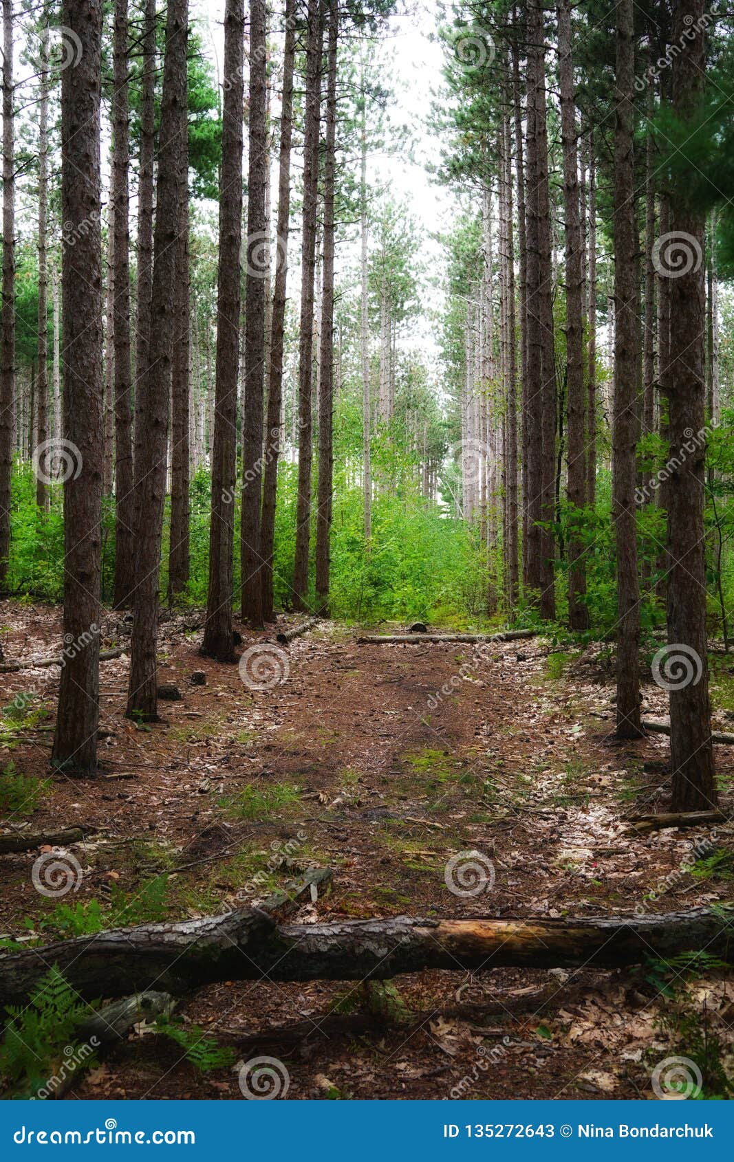 pathway in the forest between trees with falled trunk