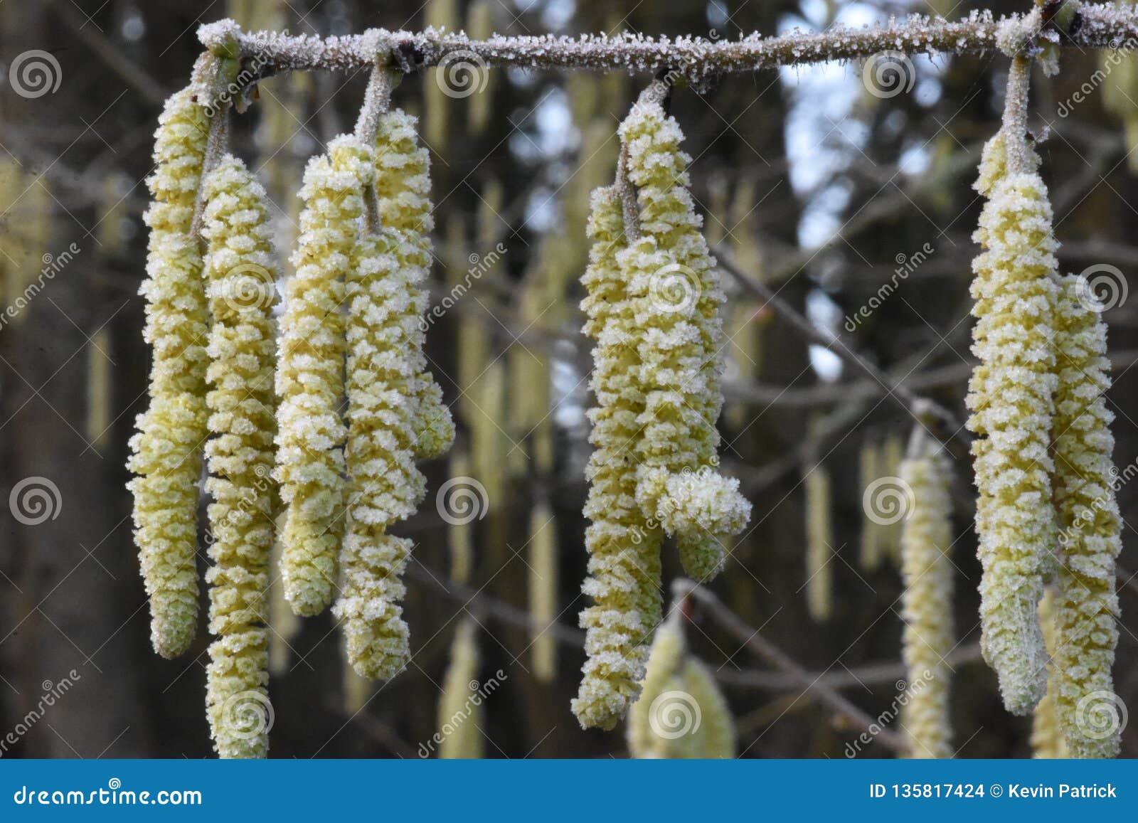 deep frozen hazel catkins clothed in winter frost