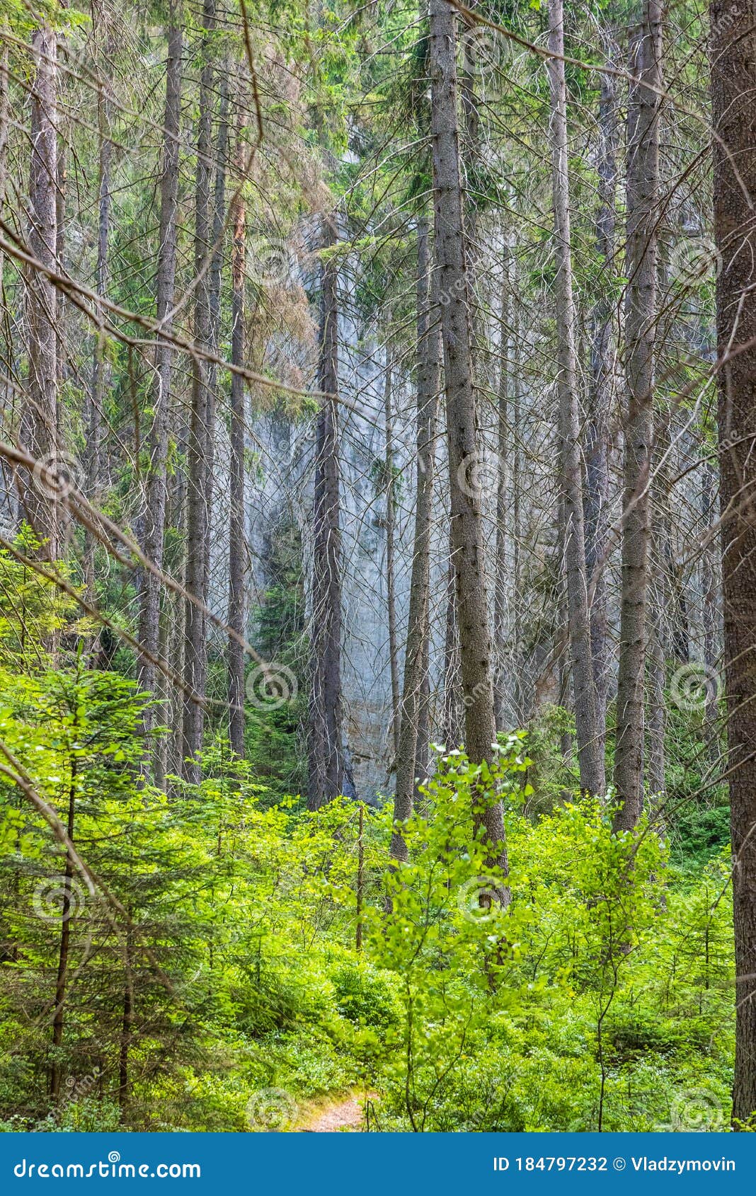 Deep Green Forest in the National Park Stock Photo Image of