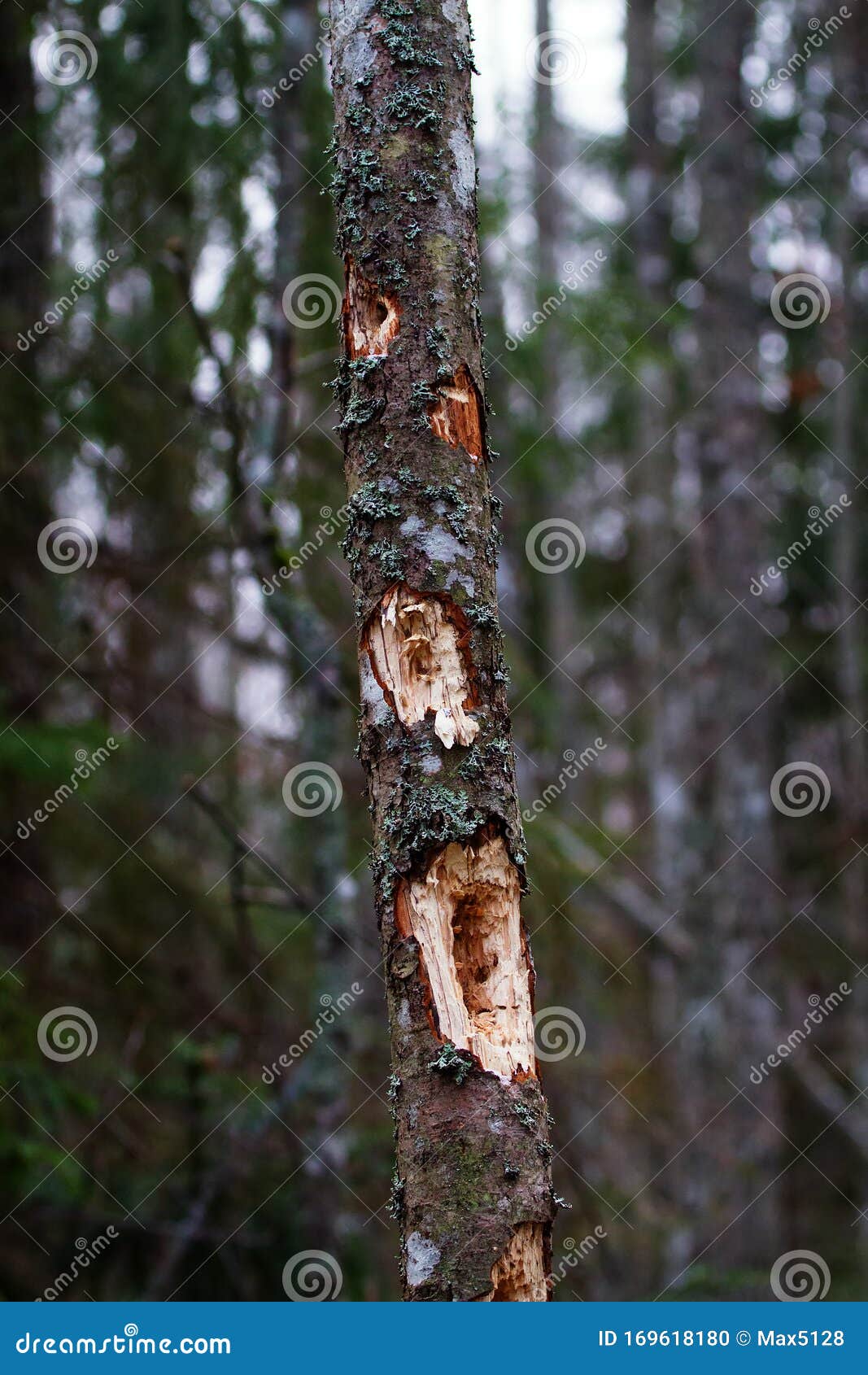 deep holes in young, but dead trees made by black woodpecker