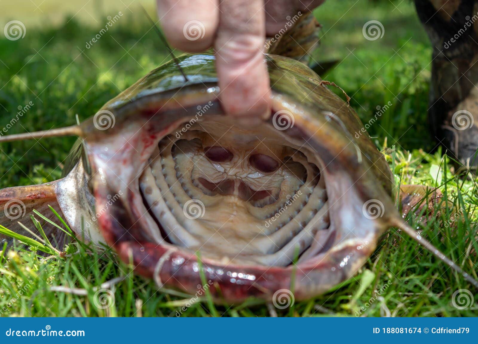 Deep Inside the Mouth of a Catfish Stock Photo - Image of fingers