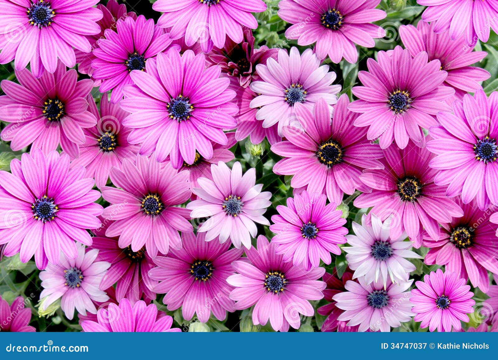 Deep Pink Daisy Background stock illustration. Illustration of multi
