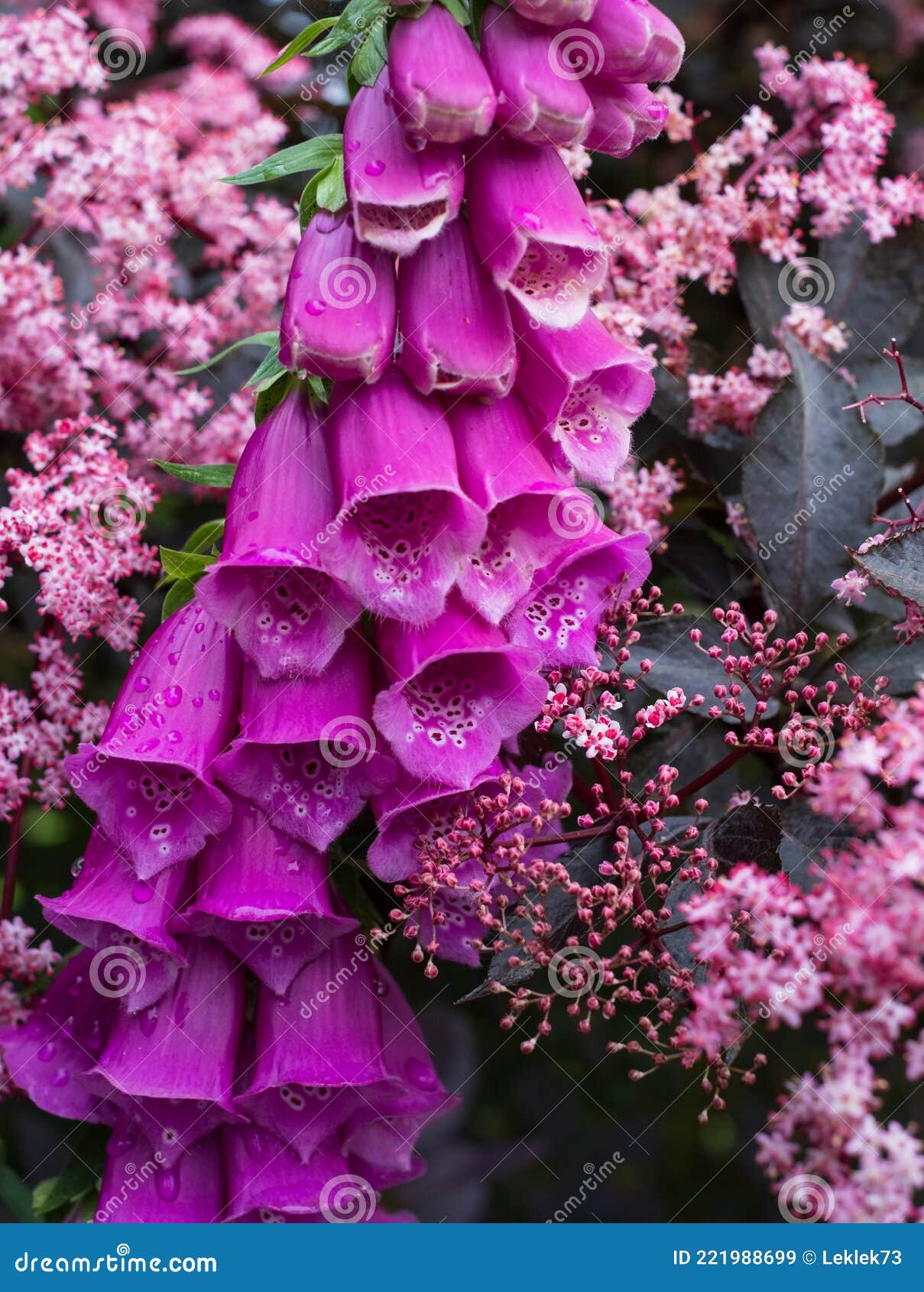 Deep Pink Foxglove Flower In Full Bloom Surrounded By Sambucus Nigra Black Elder Plant With Dark Leaves And Light Pink Flowers Stock Image Image Of Flowers Black Deep Pink Foxglove Flower In Full Bloom Surrounded By Sambucus Nigra Black Elder Plant With Dark Leaves And Light Pink Flowers Stock Image Image Of Flowers Black