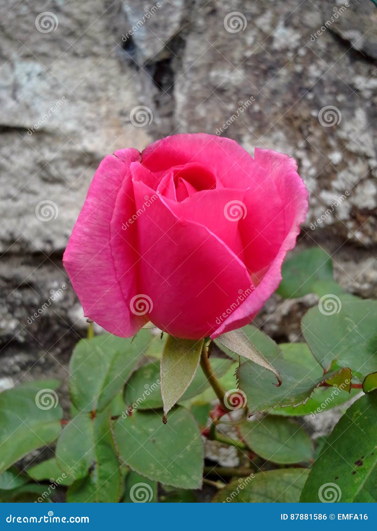 Deep Pink Rose stock photo. Image of flower, leaf, nature - 87881586