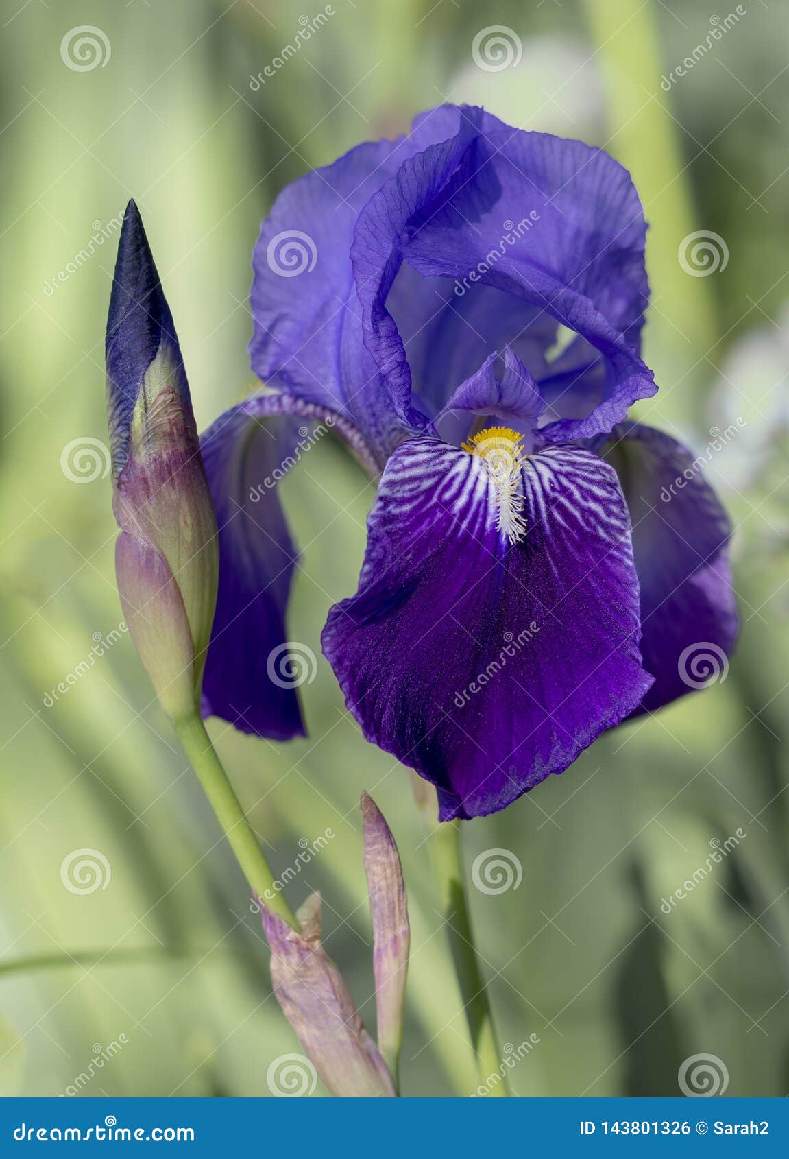 Deep Purple Bearded Iris Germanica Aka Flag Flower in Natural ...