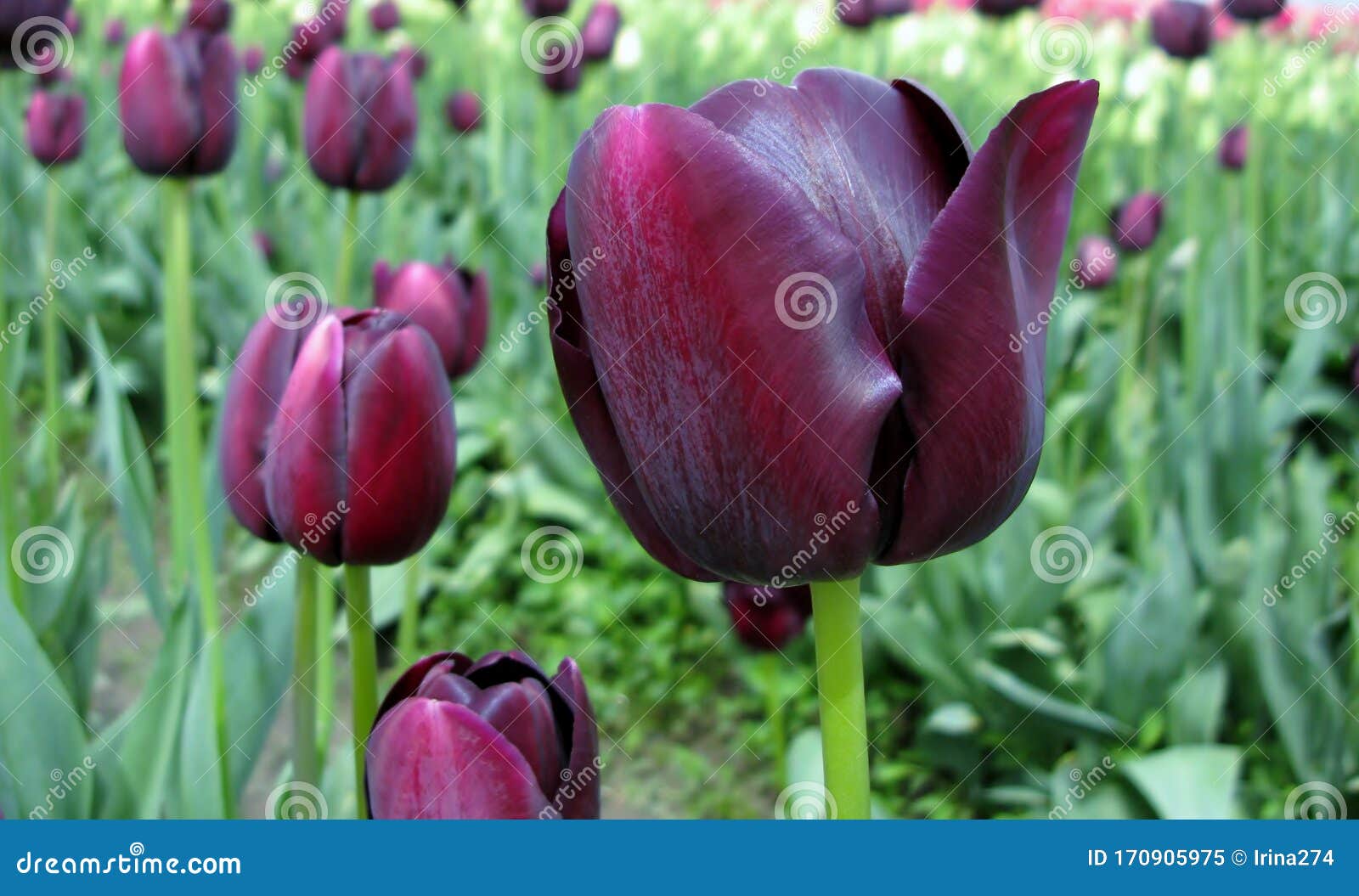 Queen Of The Night Deep Purple Tulips Stock Image Image Of Bloom Unique 170905975
