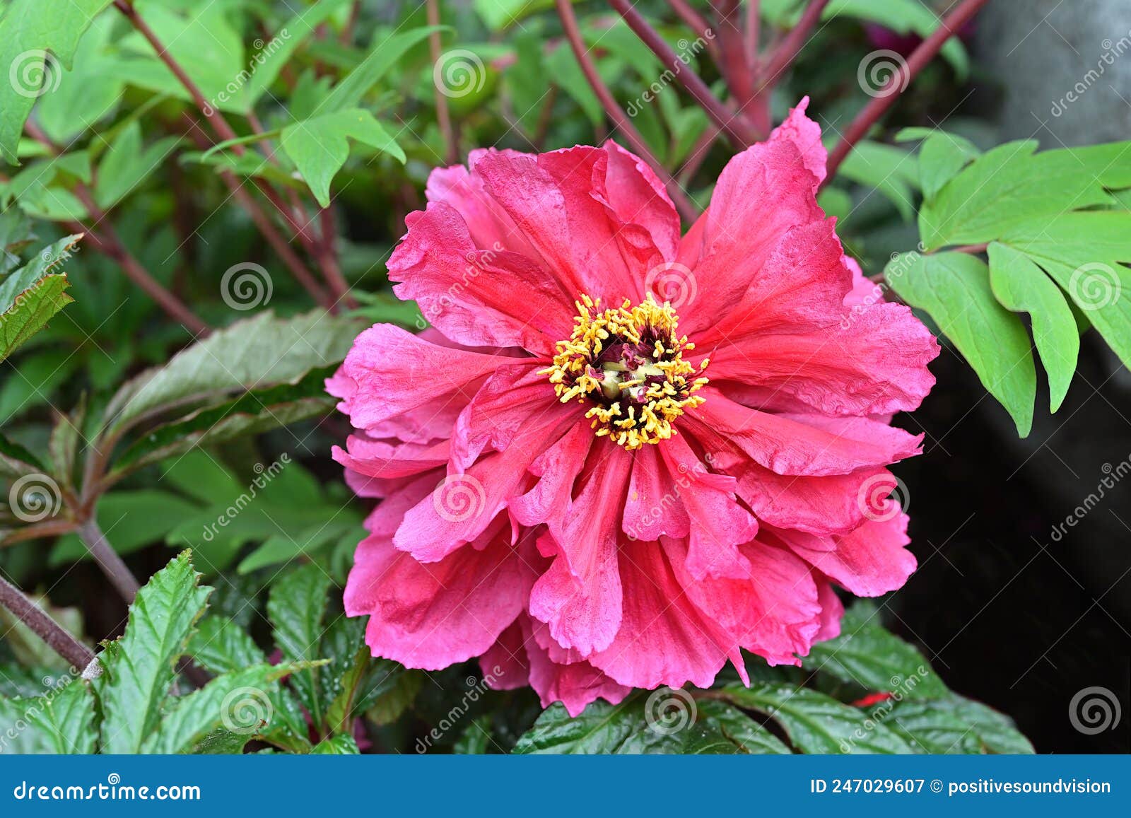 deep red peony flower with multiple rows of petals and bright yellow stamens, set against lobed leaves
