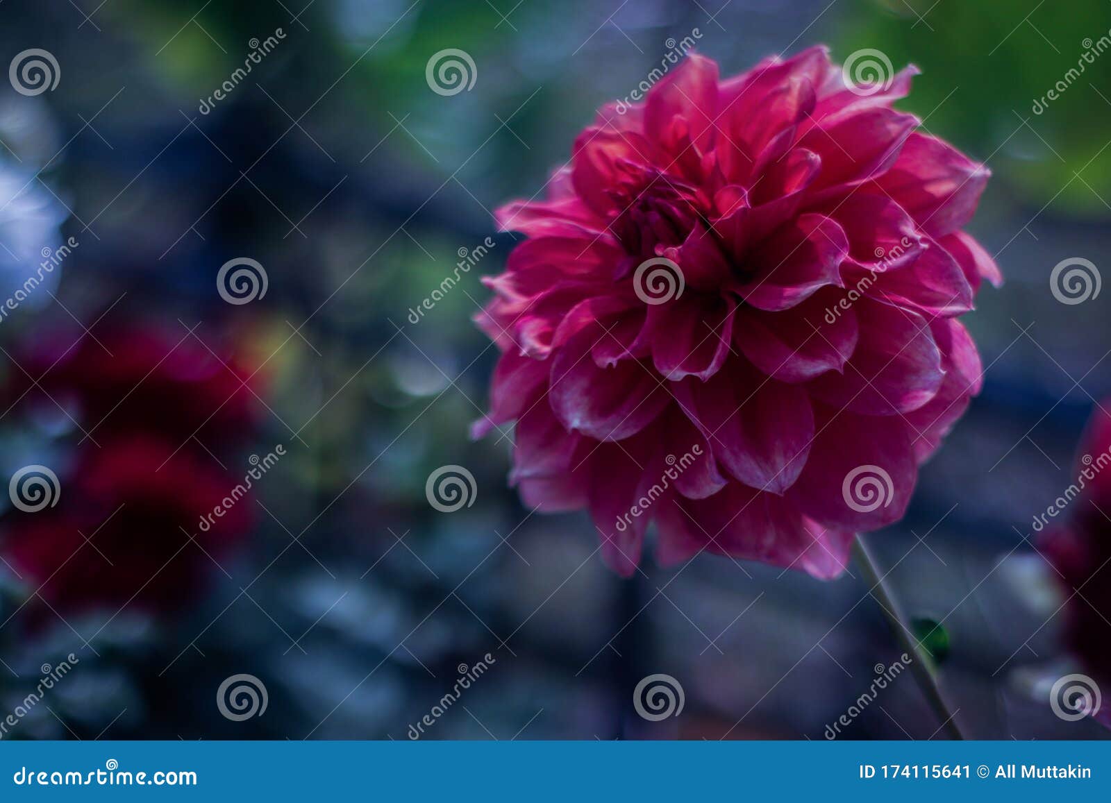 deep red & pink beautiful flowers