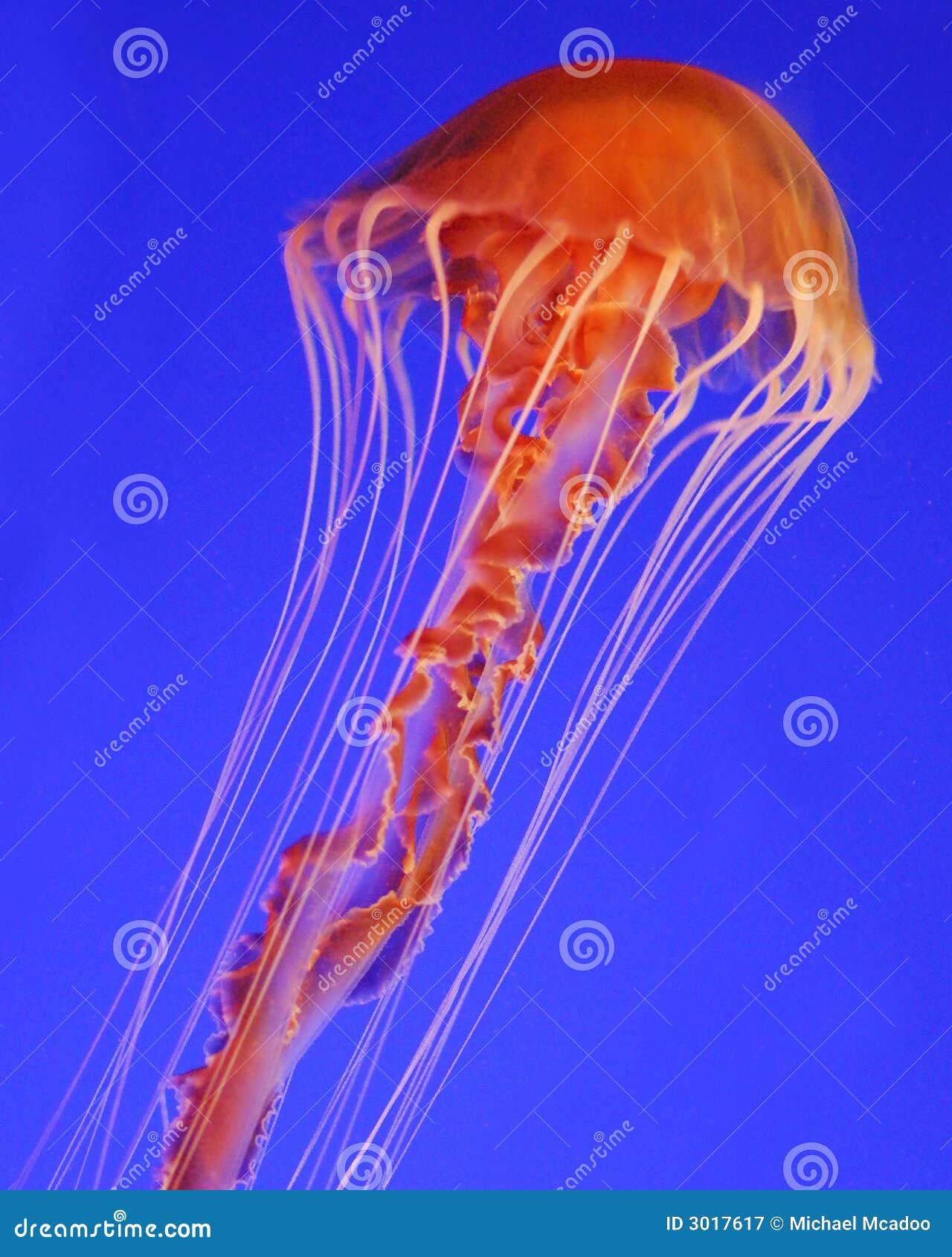 PPT - Exploring Earth's Precambrian History: The Beginnings of Life  PowerPoint Presentation - ID:9495647, image size:1280x1690