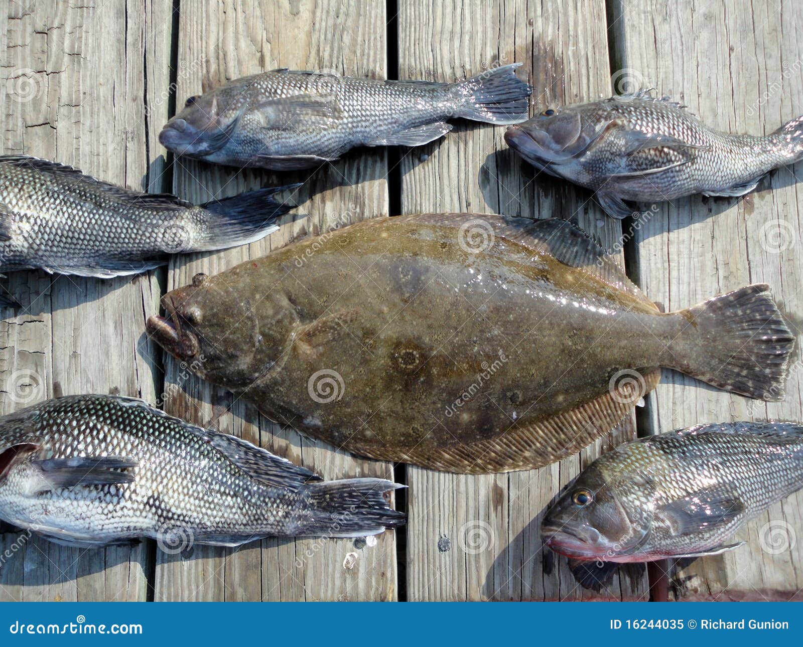 Deep Sea Fishing Catch stock image. Image of catch, sports - 16244035