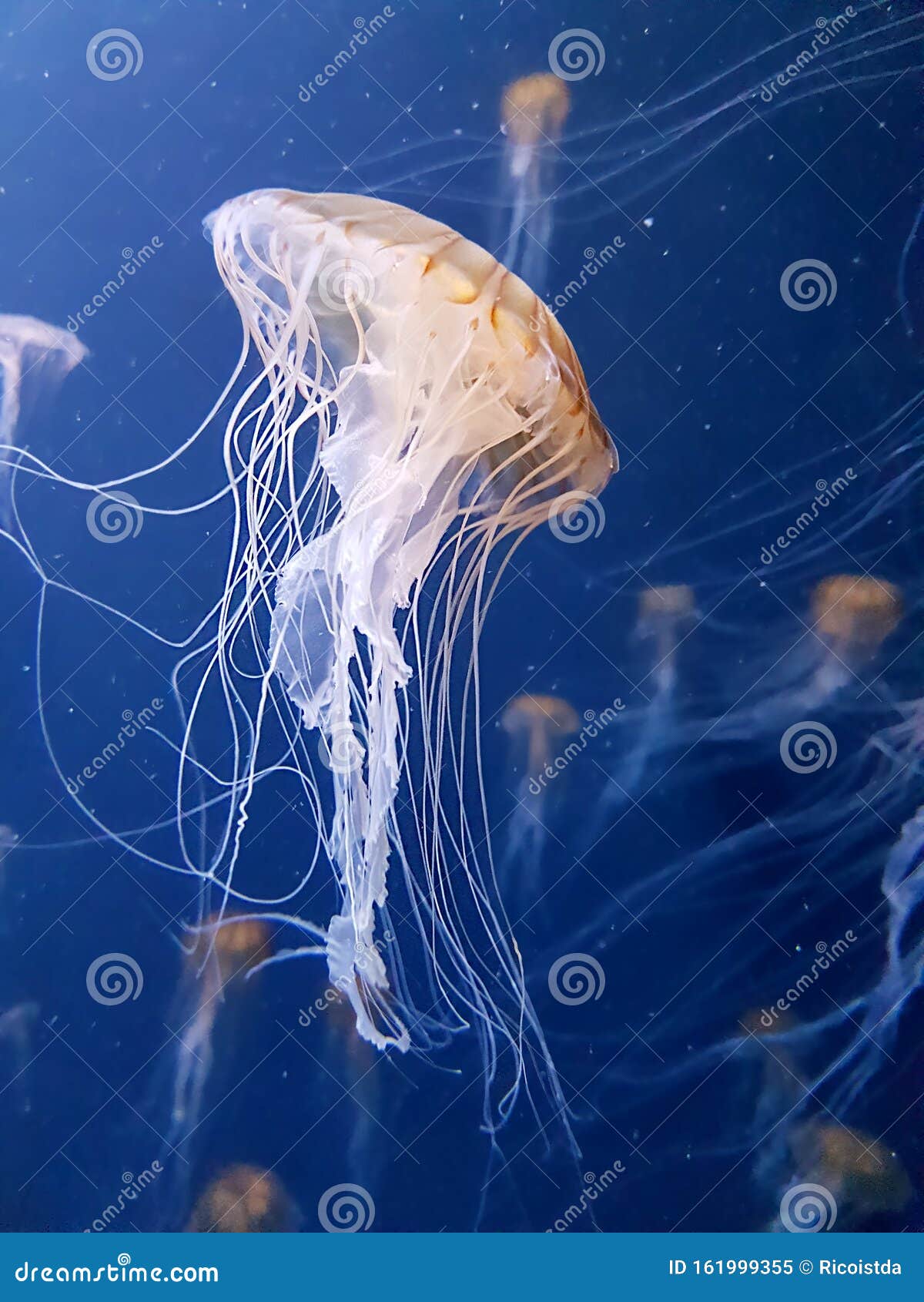 Deep Sea Jellyfish with White Bubbles Stock Image Image of deep