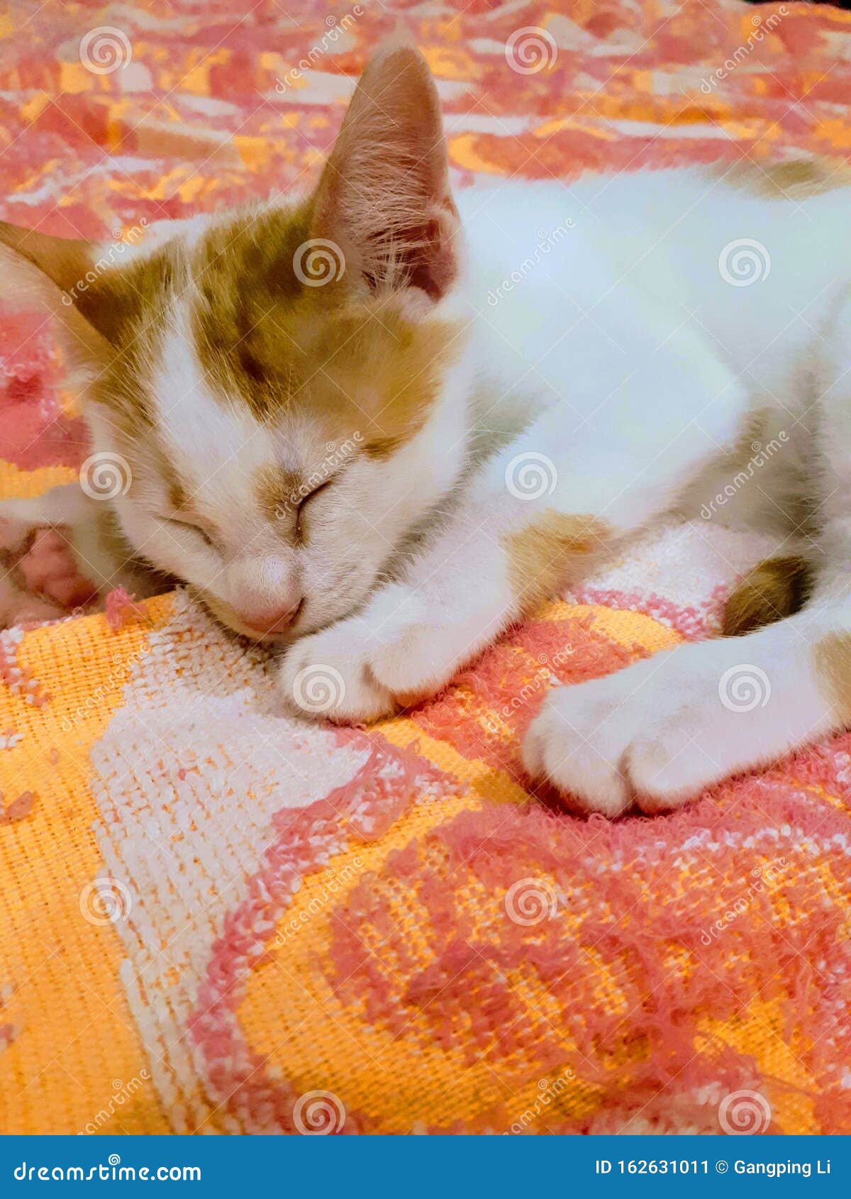 Catpanda Stock Photos Free & RoyaltyFree Stock Photos from Dreamstime