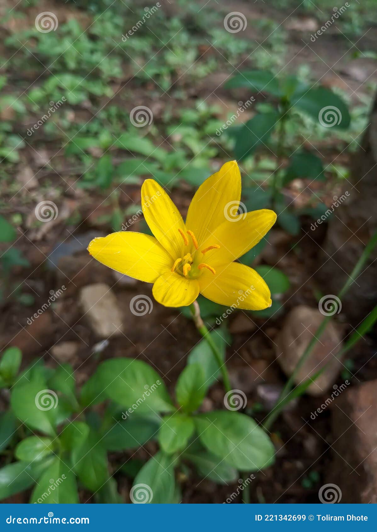 Deep in Their Roots, All Flowers Keep the Light. Stock Image Image of flowers, roots 221342699