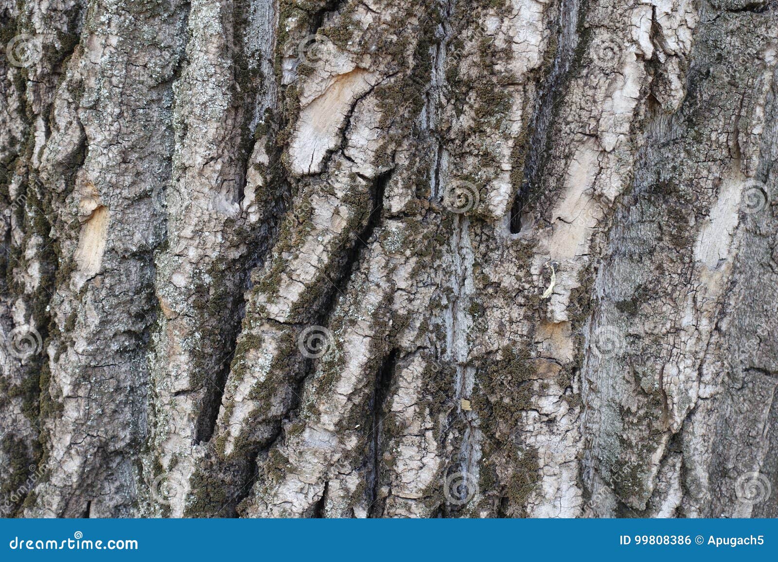 Deeply Fissured Bark of Old Cottonwood Tree Stock Photo Image of