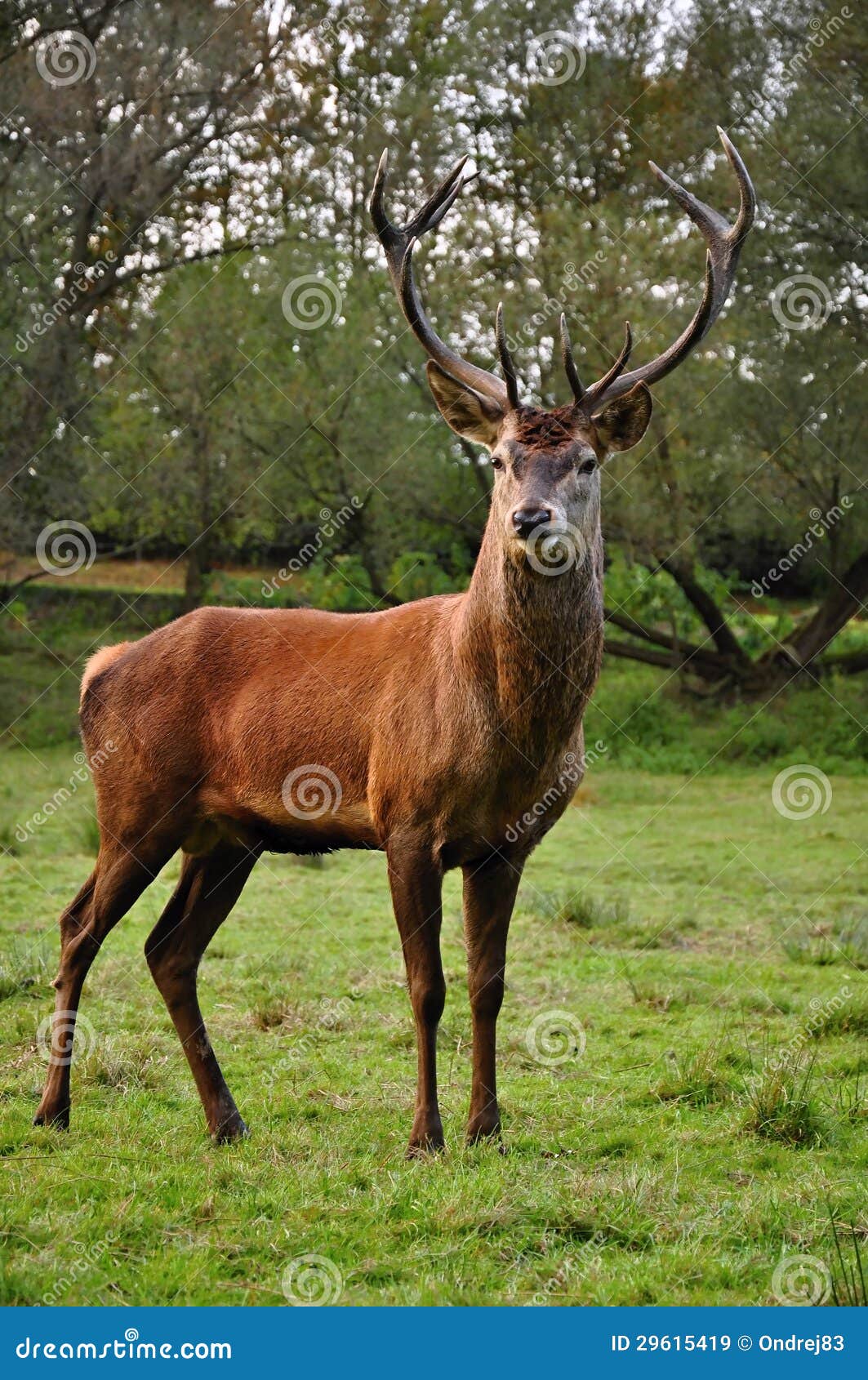 Deer stock image. Image of autumn, antlers, cervus, elaphus 29615419