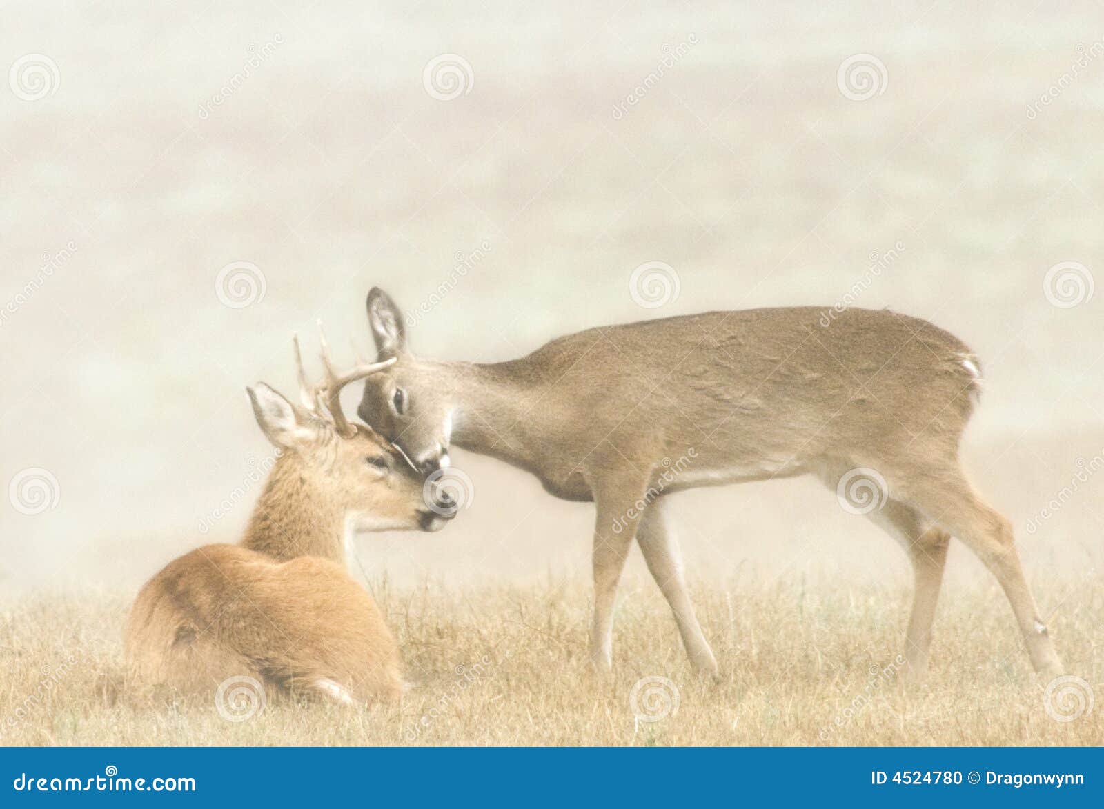 deer affection