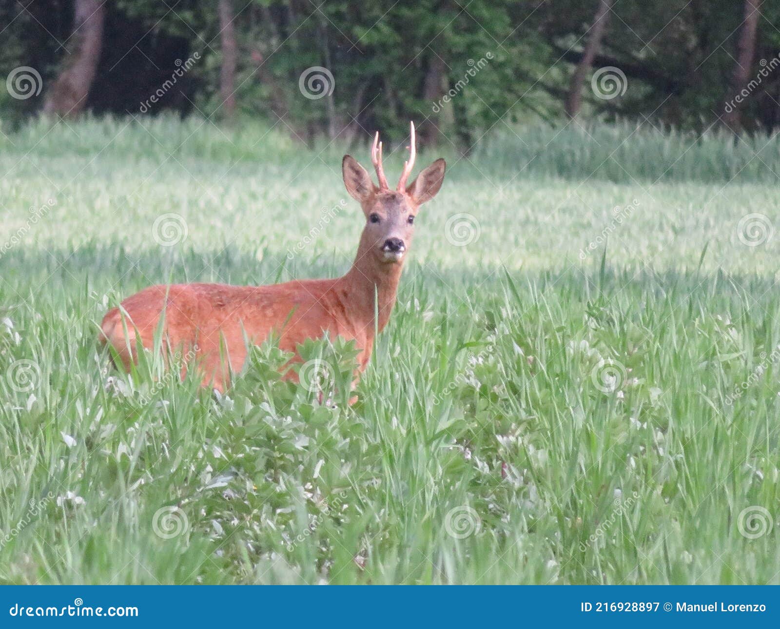 deer animal horns cute funny funny curious frightened