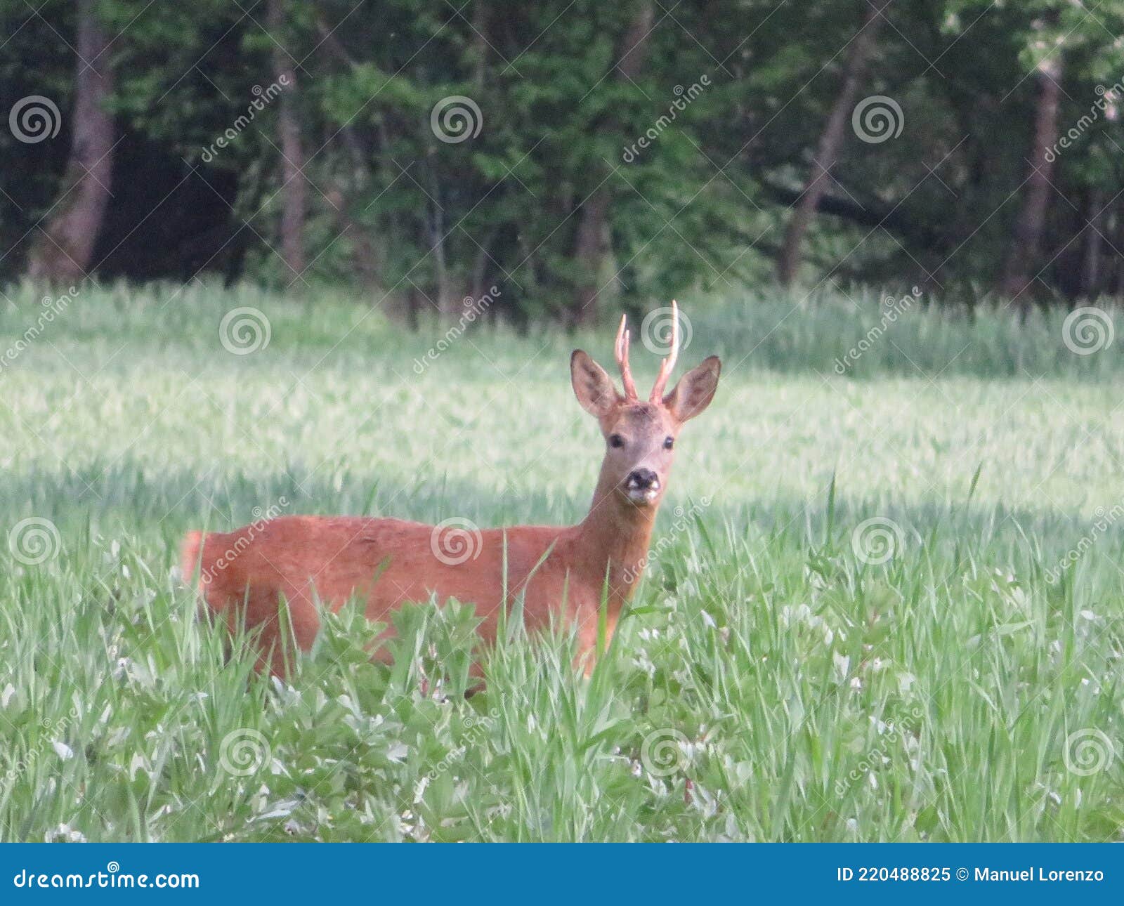 deer animal horns cute funny funny curious frightened