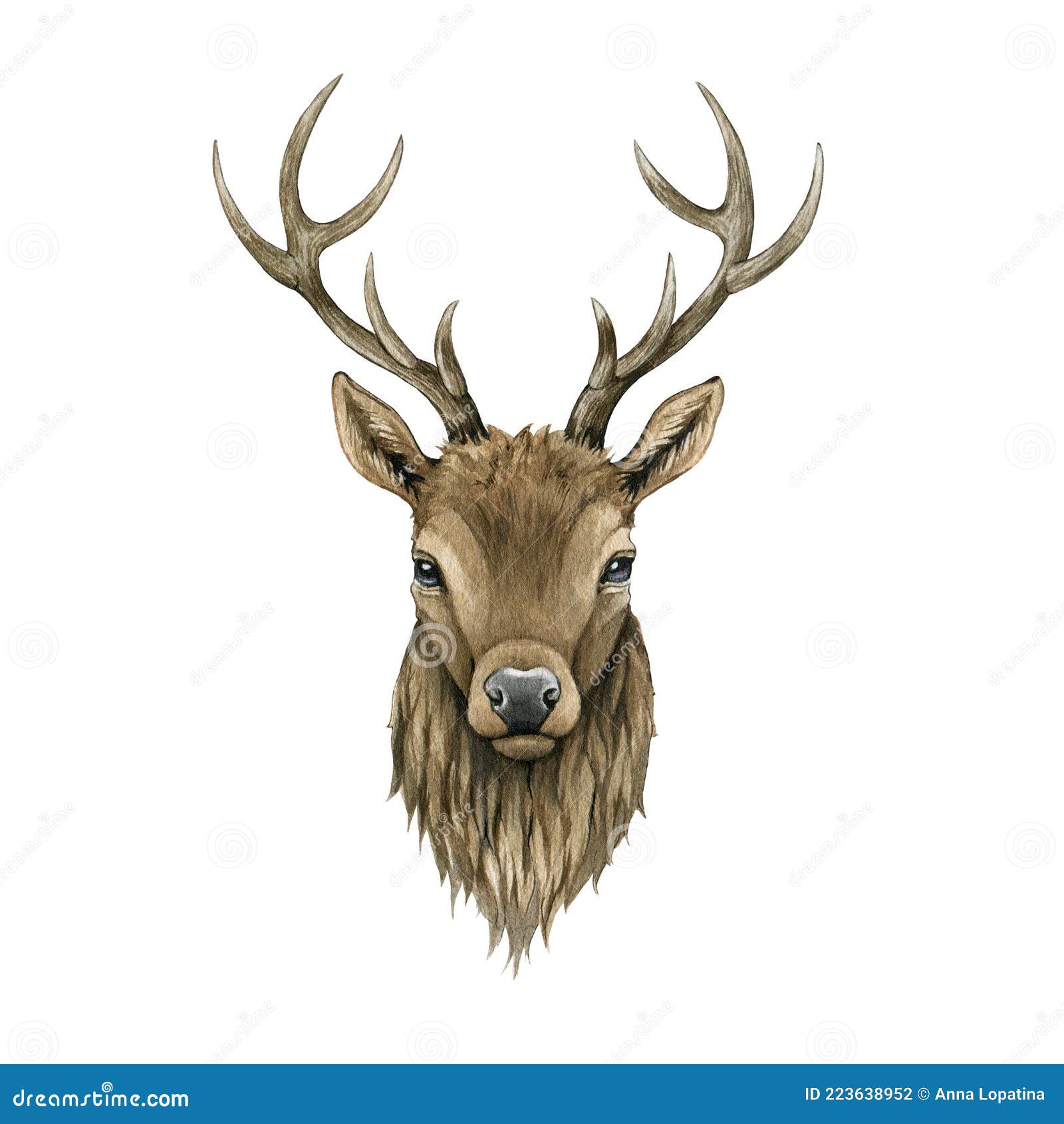 deer head front view